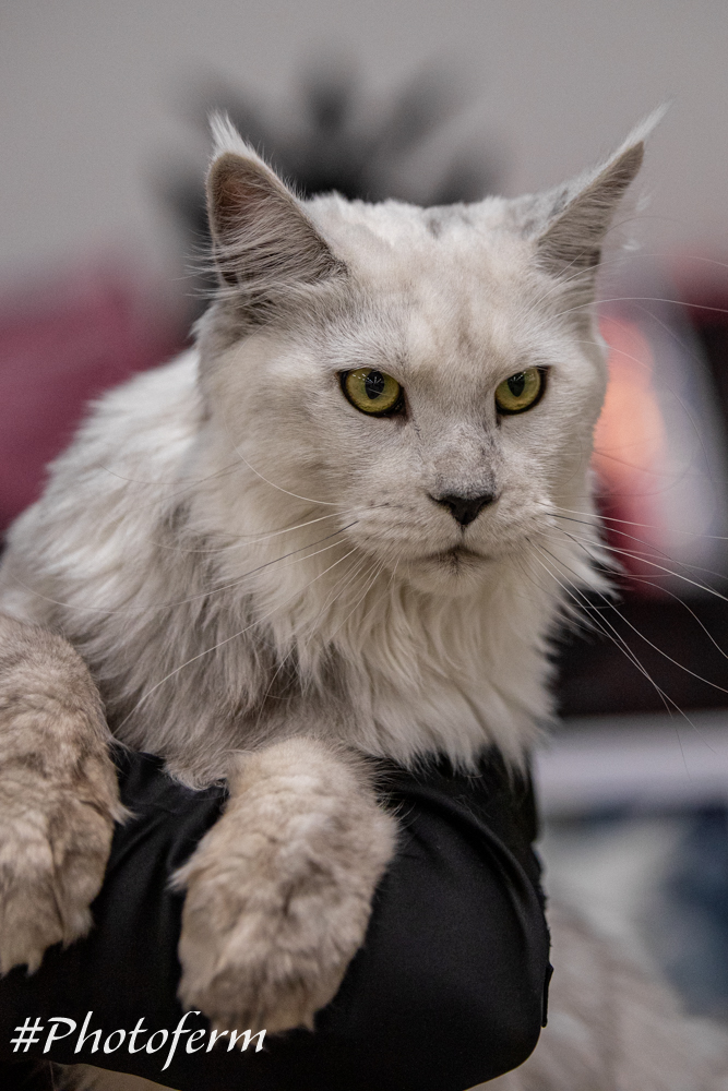 Heartbreaker Maine coon Papillon
