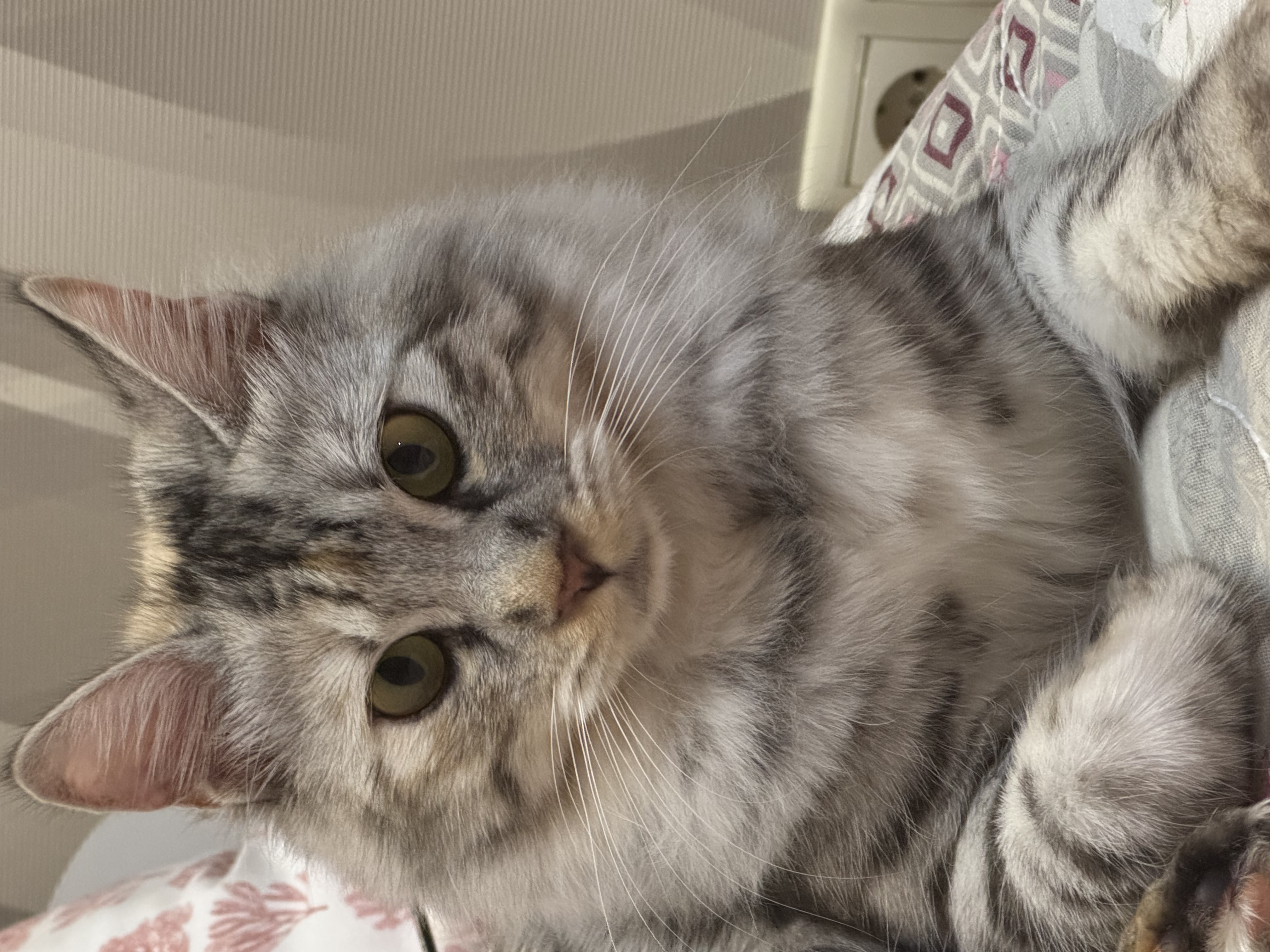 JCH. Tasy Spawn Point