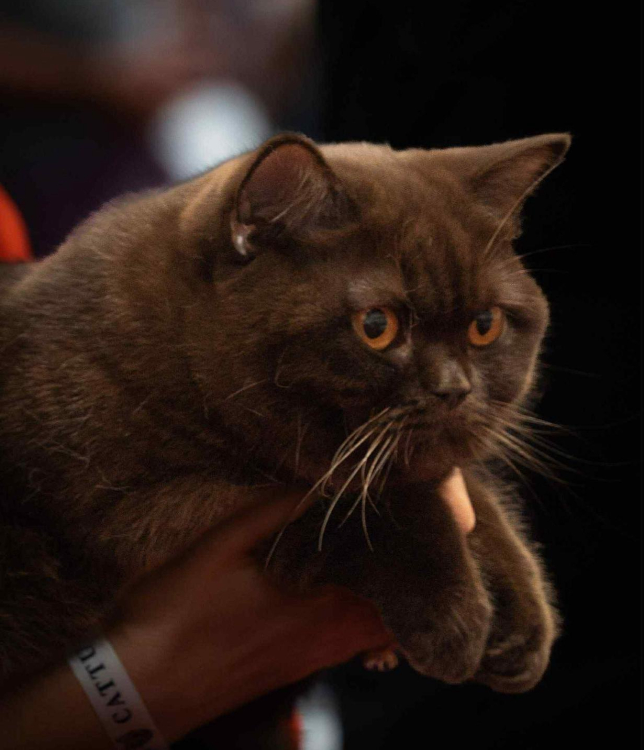 CH. Camilla of Invictus Lucas