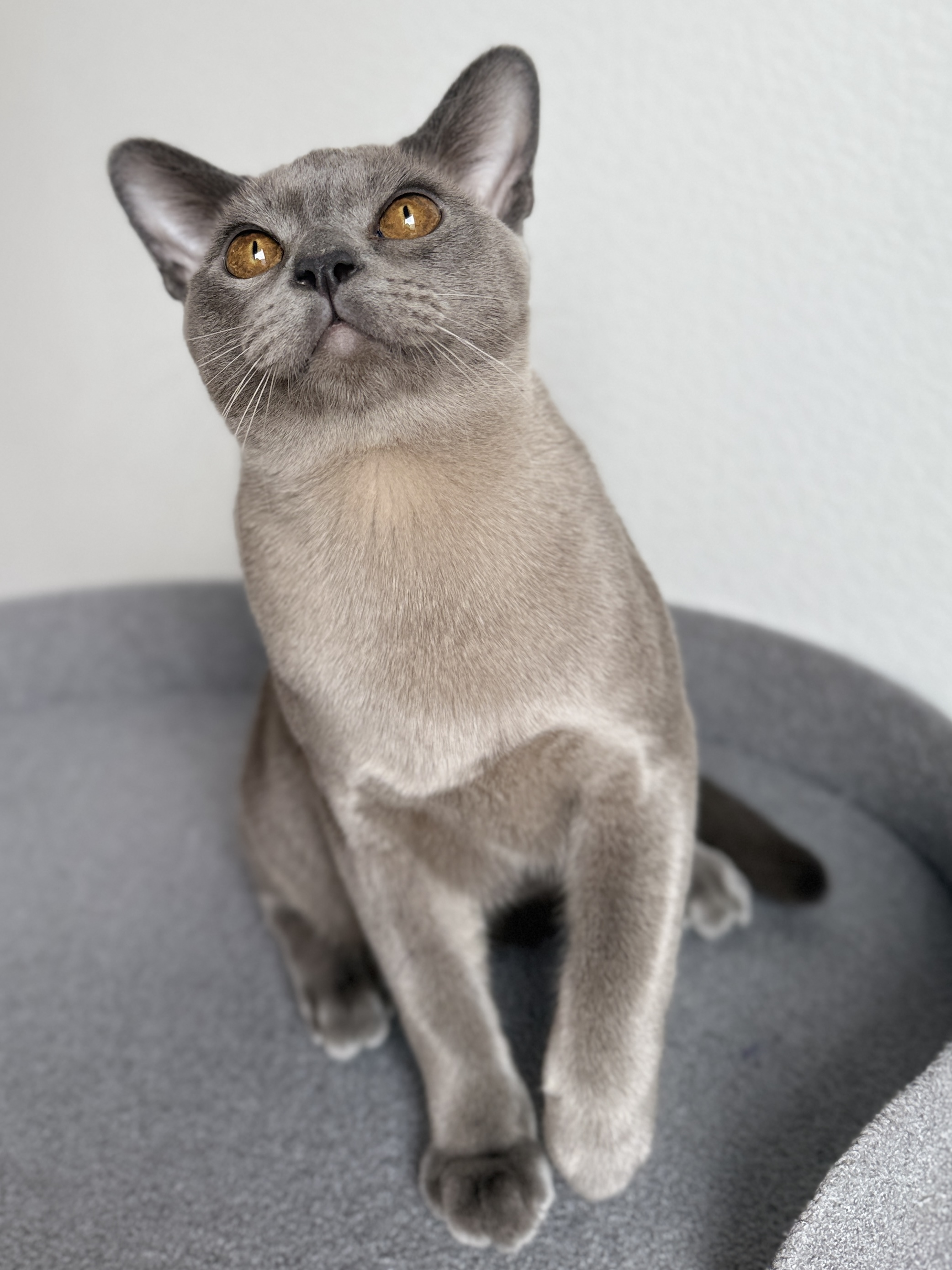 Bourbon von Laskatiko