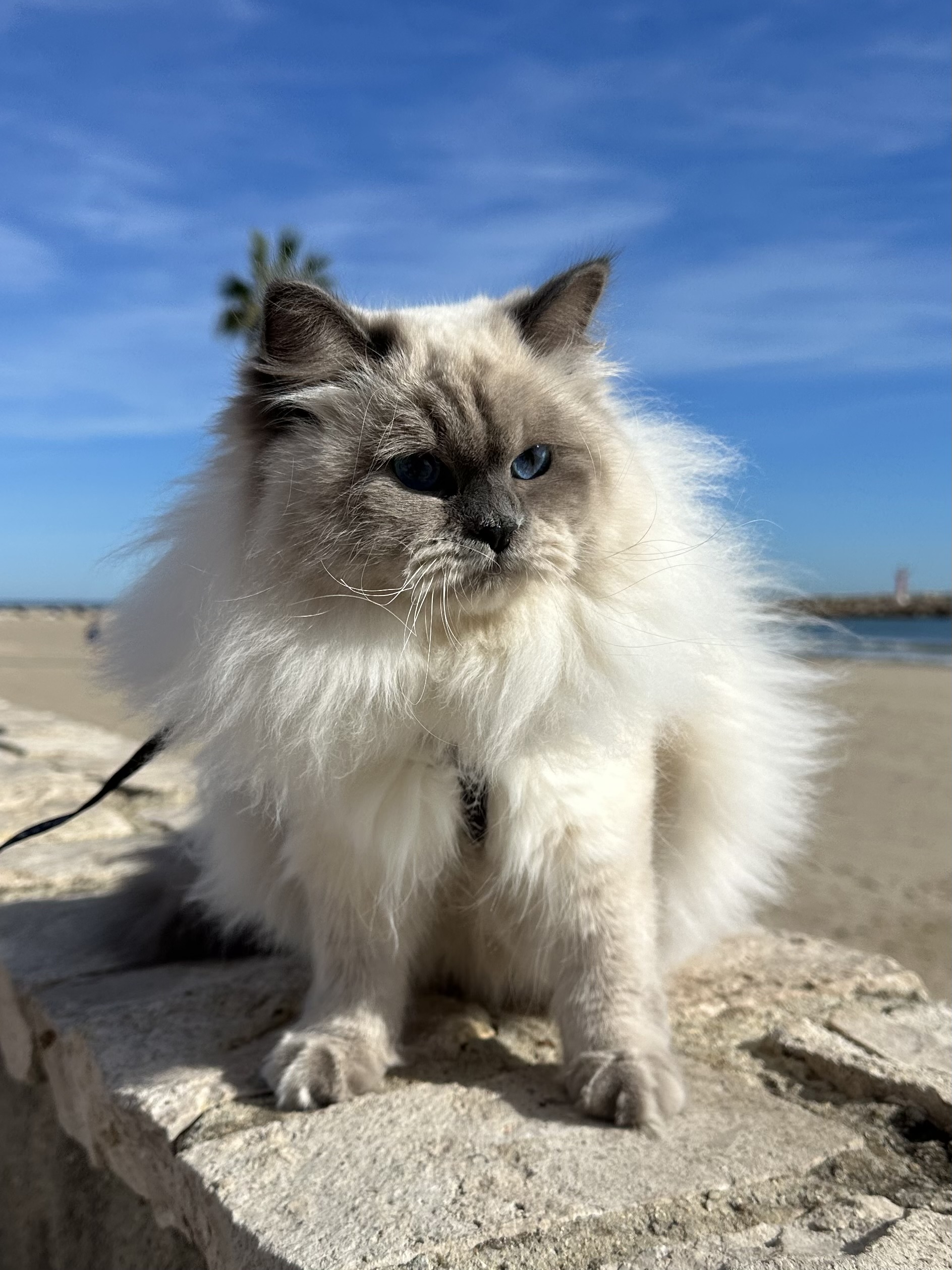 Lady BaLaVi de Siberia