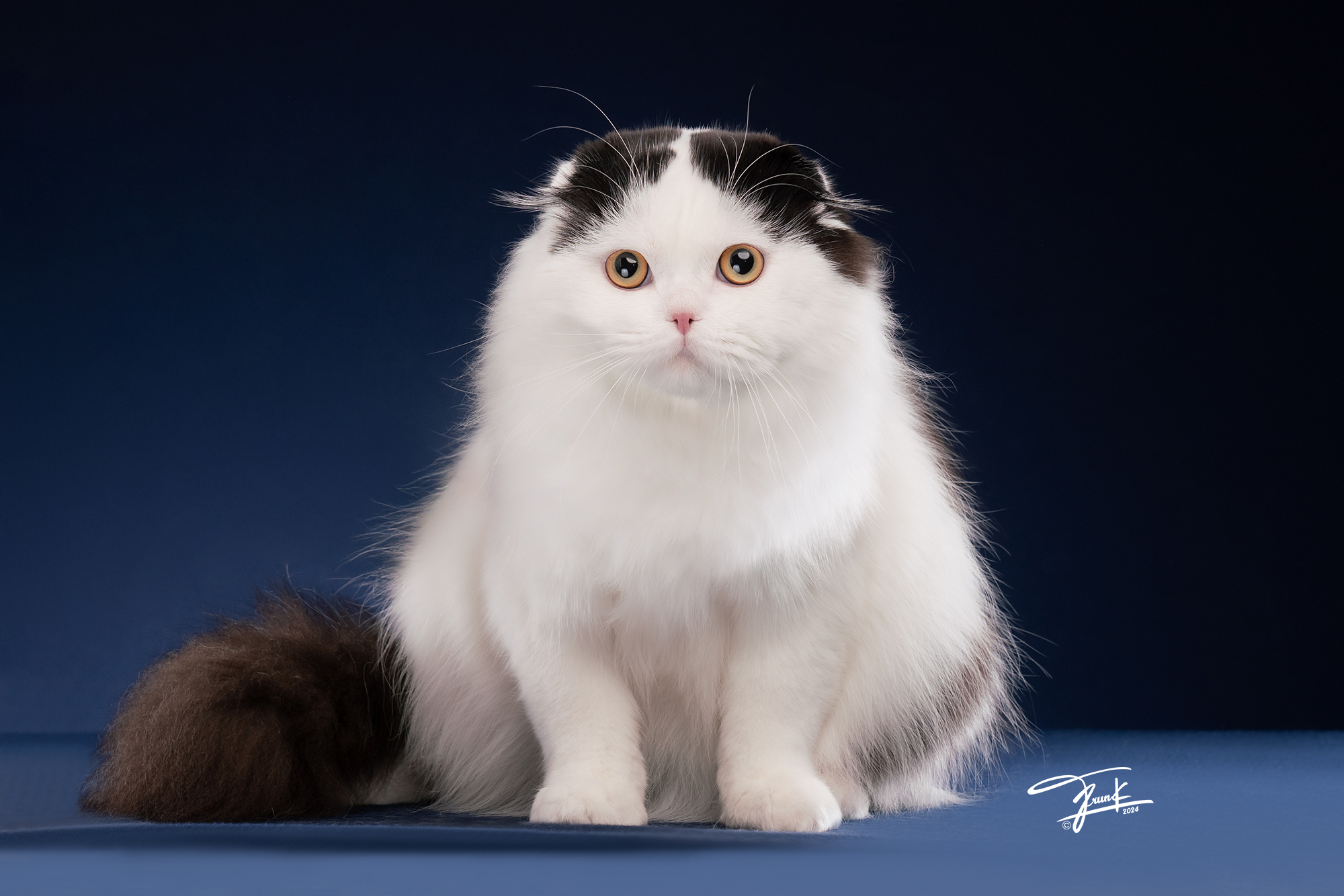 Pocchari’s Gozilla