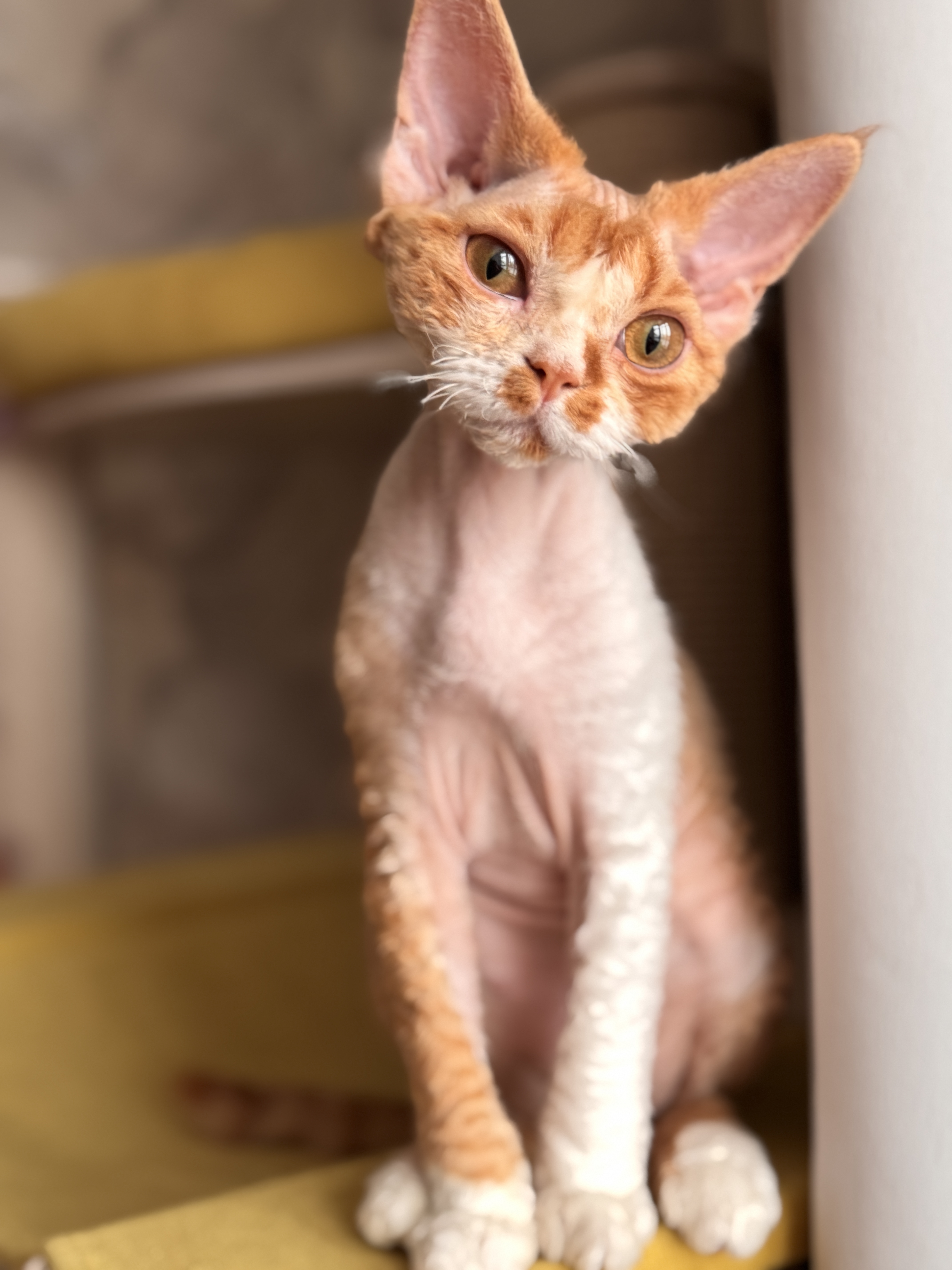 KCH. Jaffa Marokka Vigo Abyans