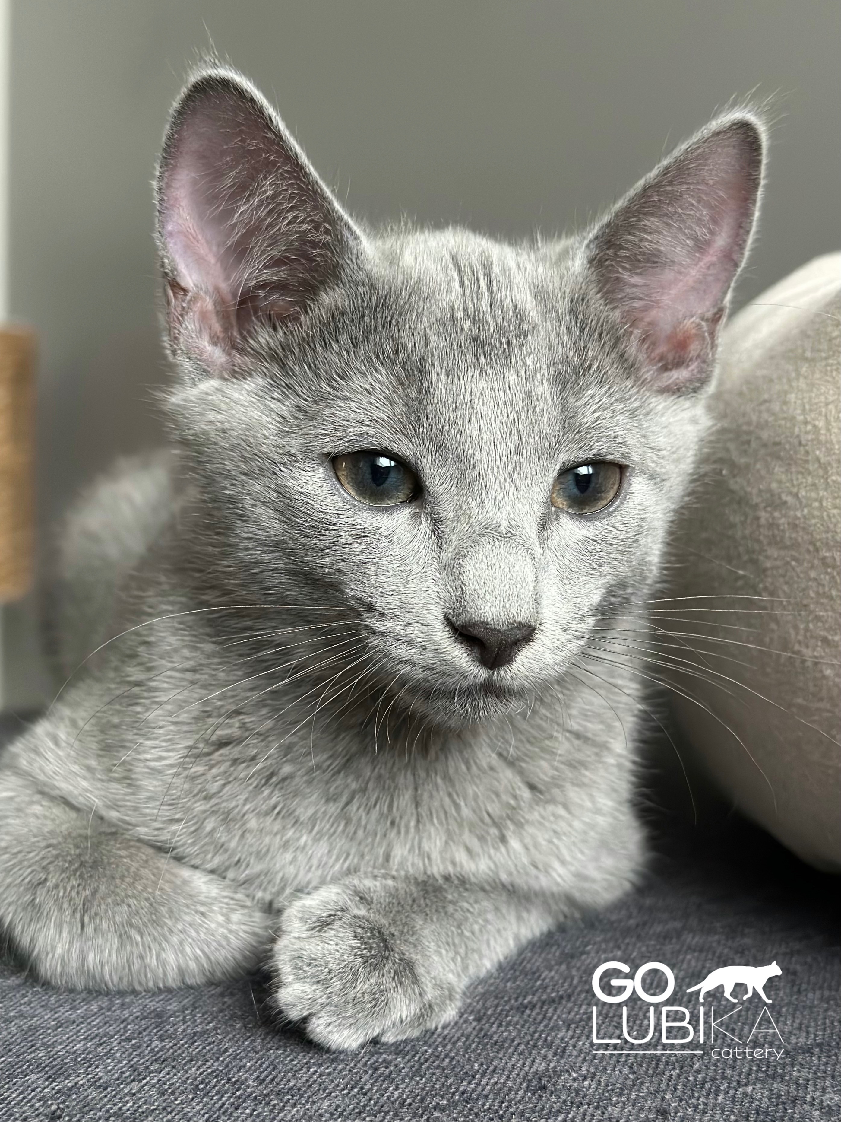 cat image