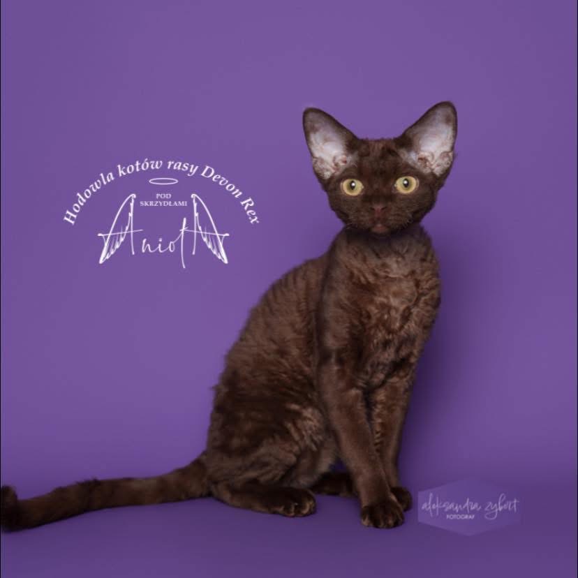 FLARE Pod skrzydłami Anioła*PL