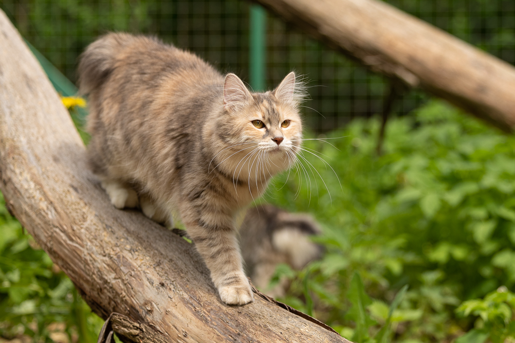 Aquarelle of Rufus Vallis