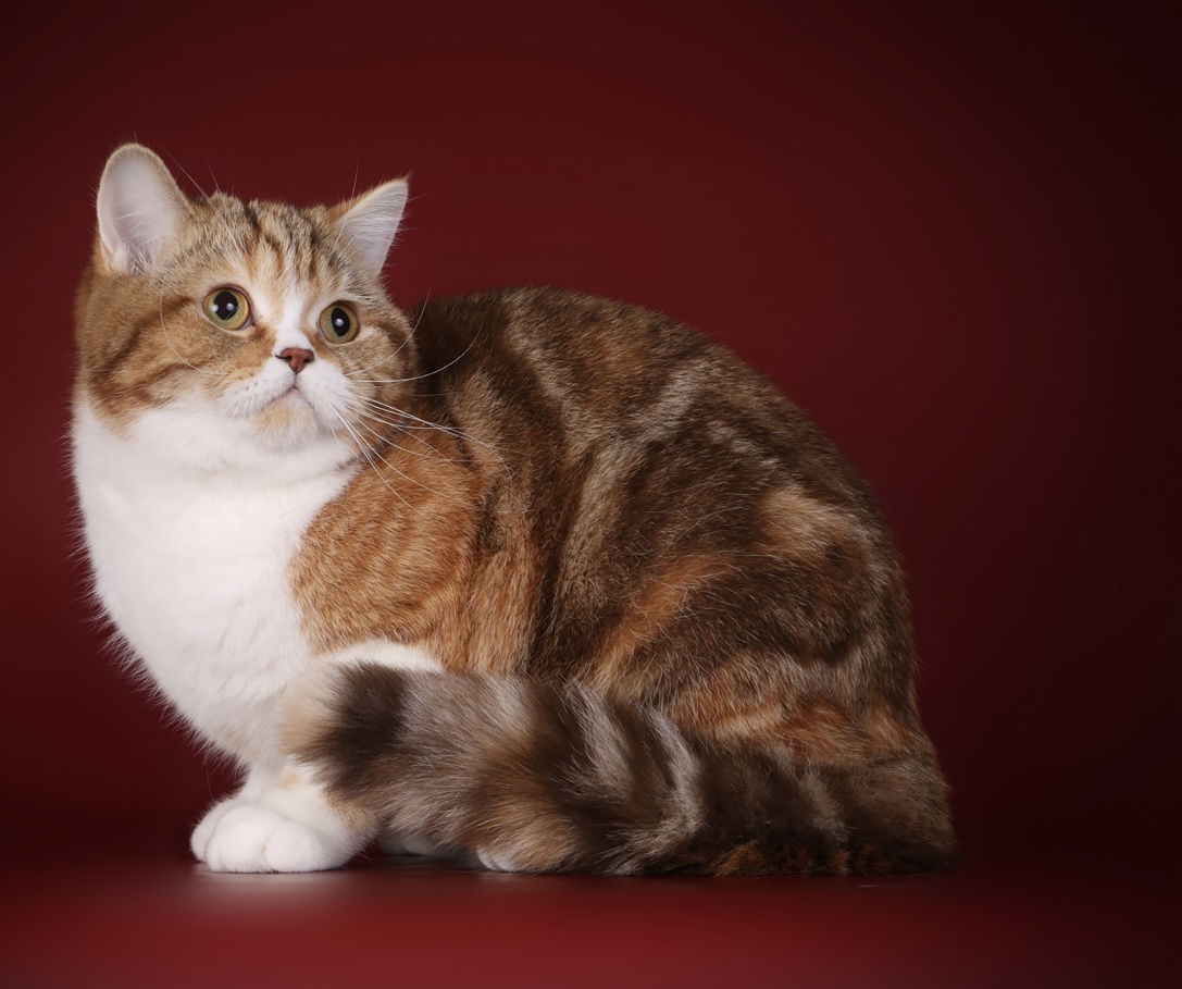 CH. Vivian Laazarev’s Luxury