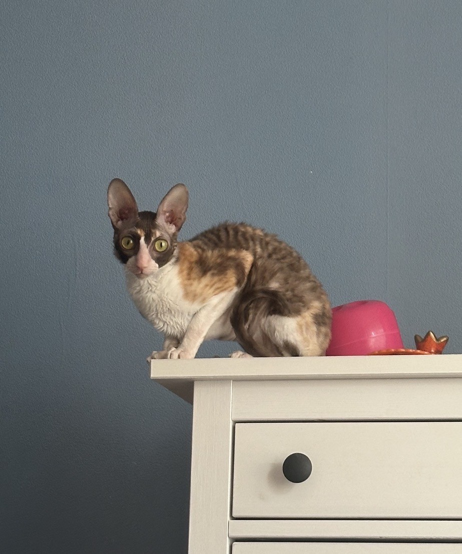 Alentiya A Deo RE*BY