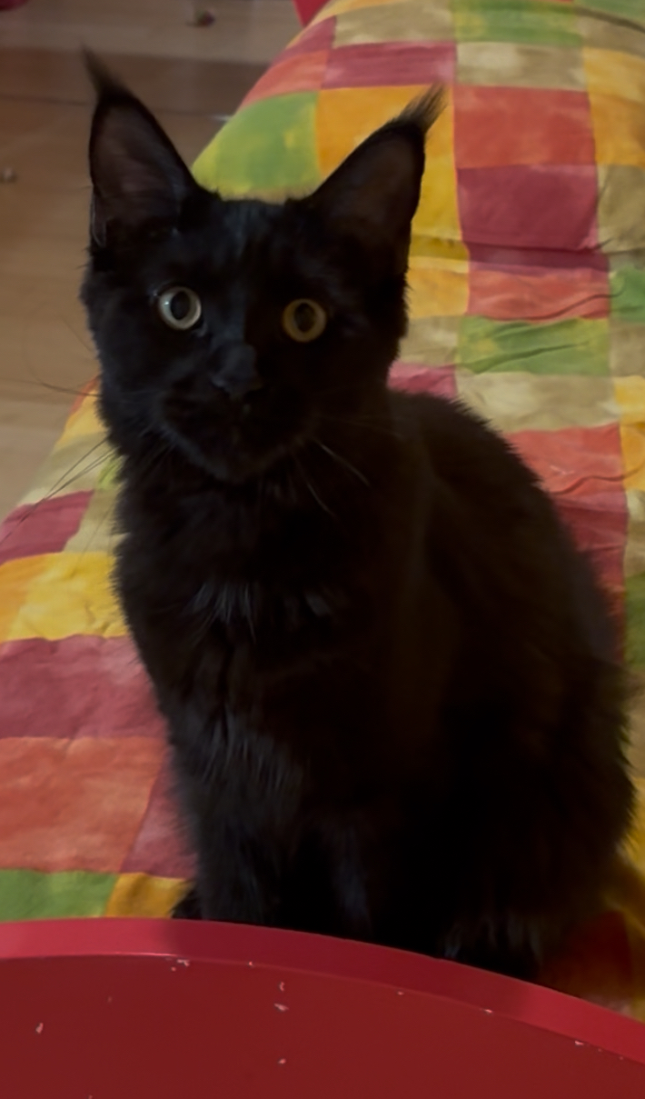 Rock’s Spirit Morgana