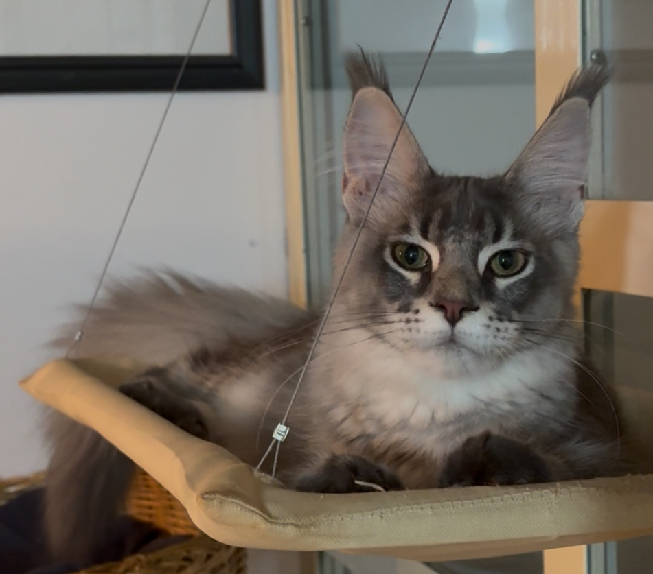 Tempio Felino Margot