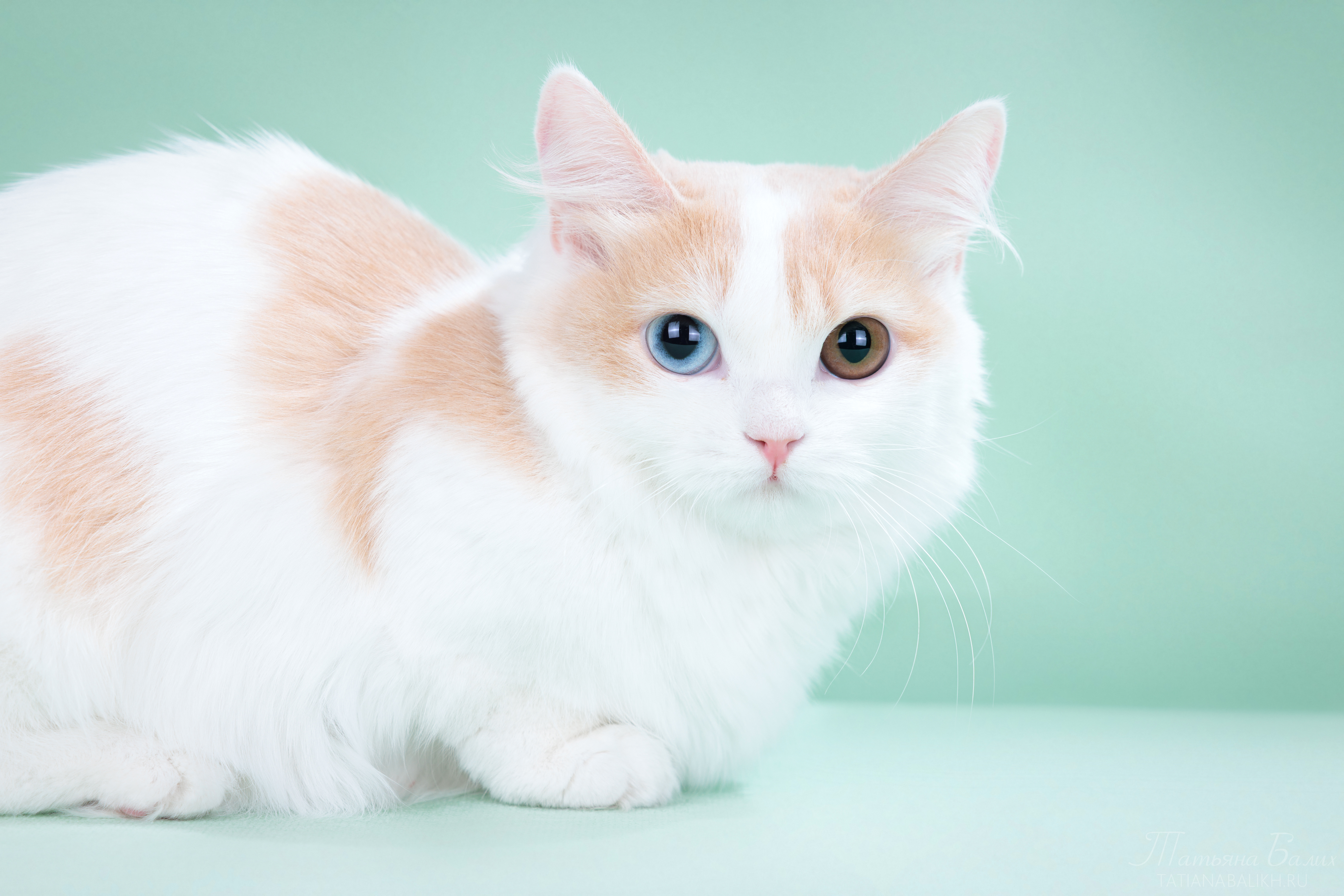 ICH. Iberis Enchantress