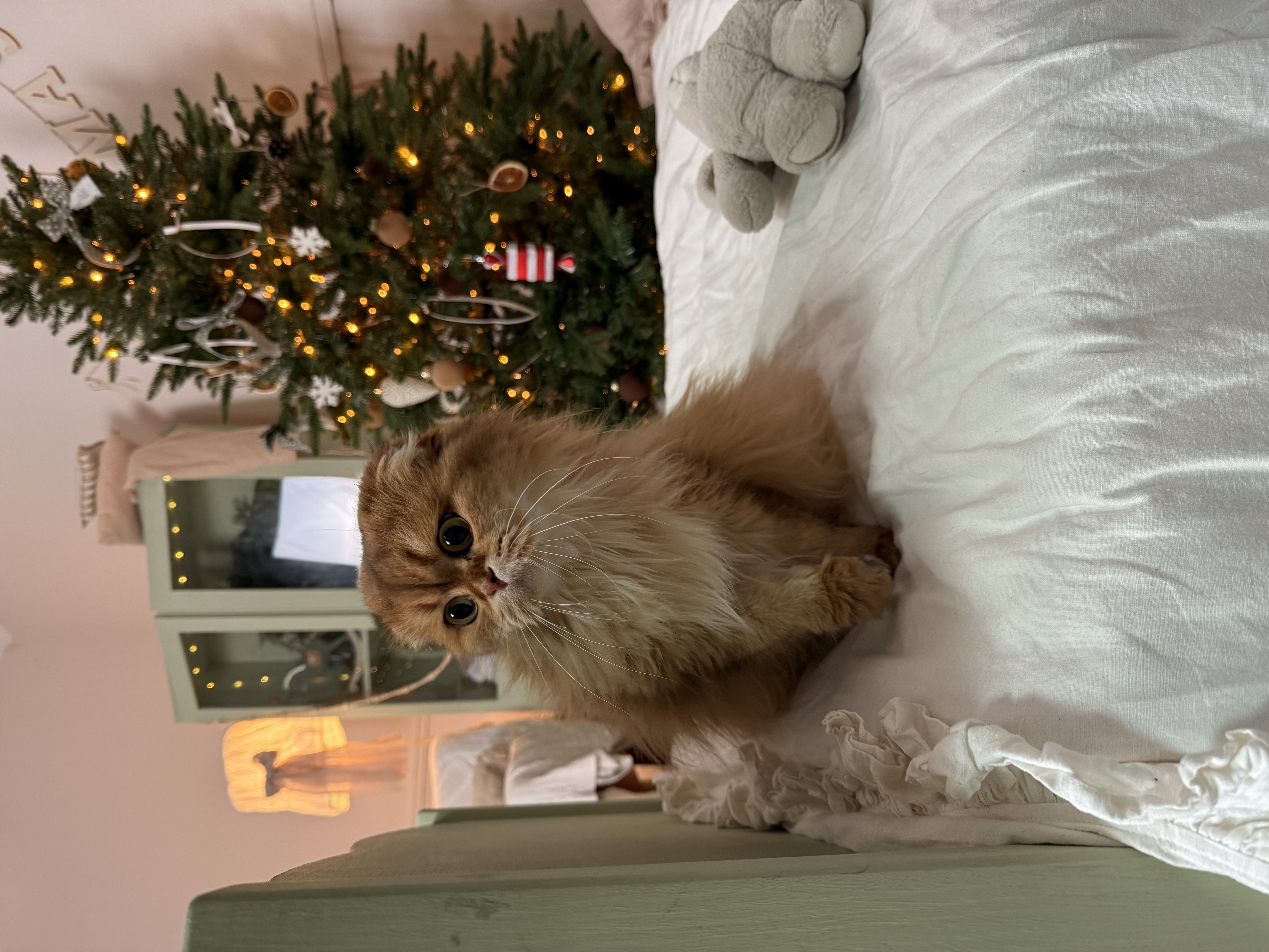 CH. Evia Favorite Amulet