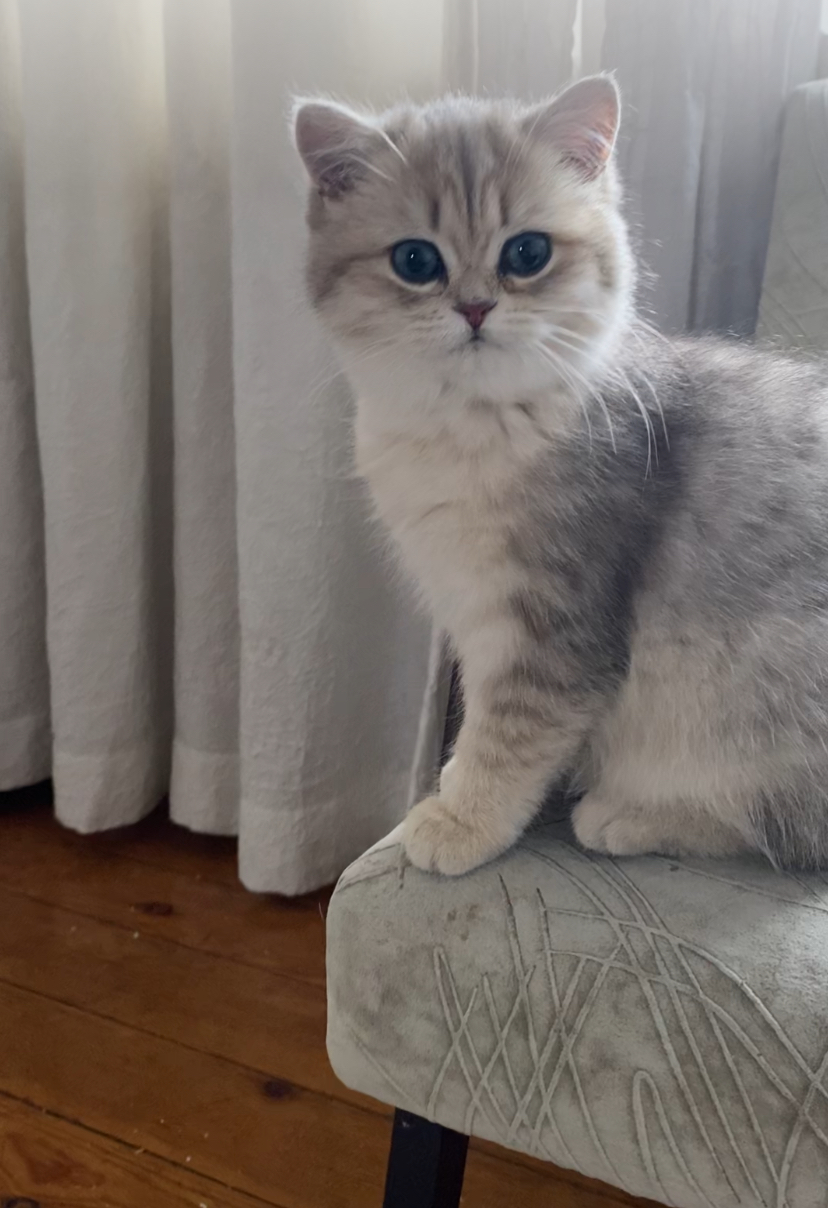 Caramel from Amaya's Fancy