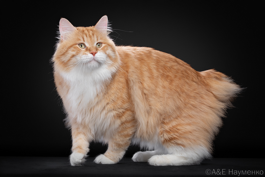 WCH. Makar Imperial Pompon