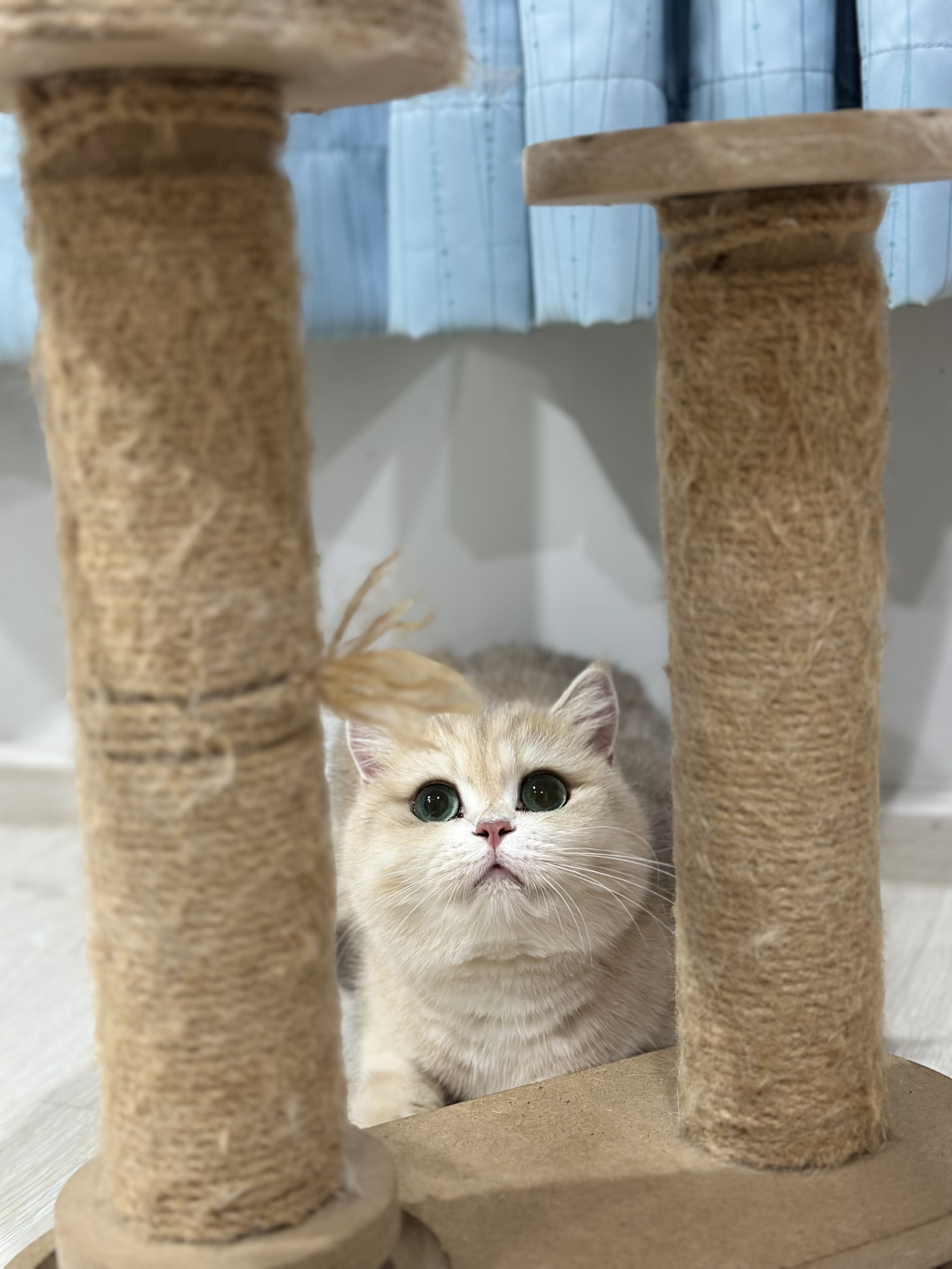 CH. Prakaitong Britney