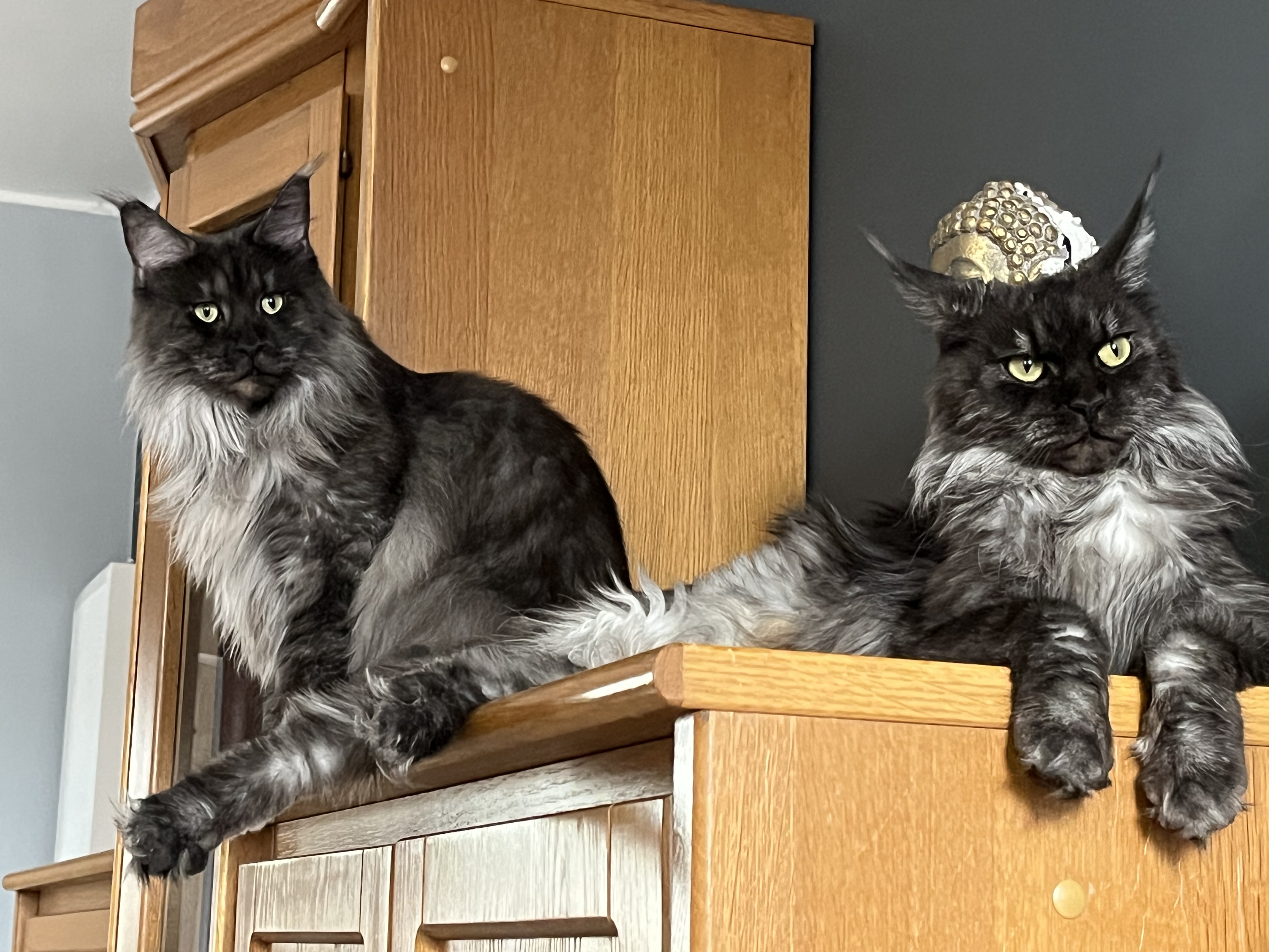 WCH. Perfect Giant’s Raven