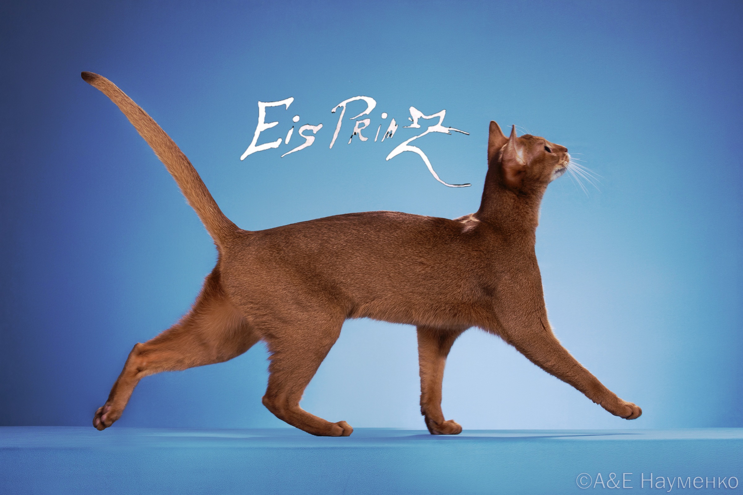 W.Ch.Master WCF.Ques Eis Prinz