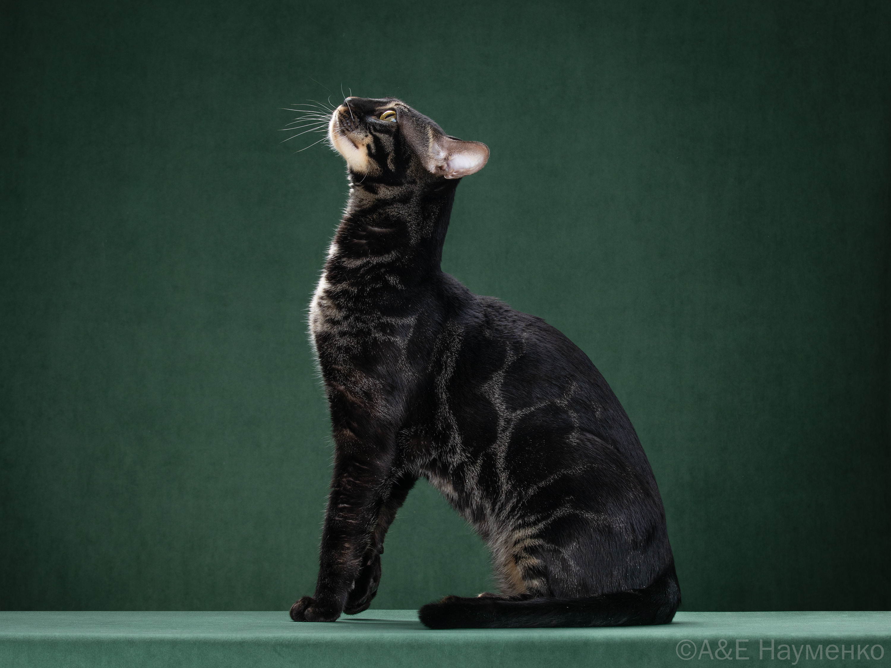 GICH. Imperator BenQueen