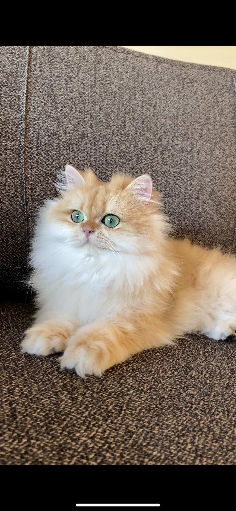 CH. Assolute Luxe Esther