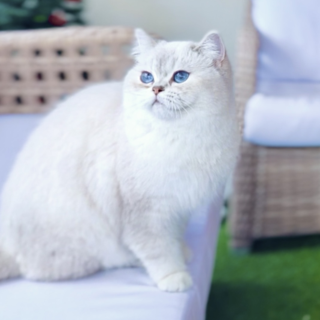 CH. Golden Carmenta HELIA