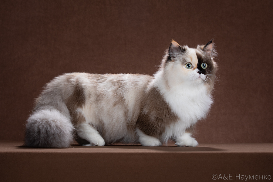 Ornella Puzzle Enjoy