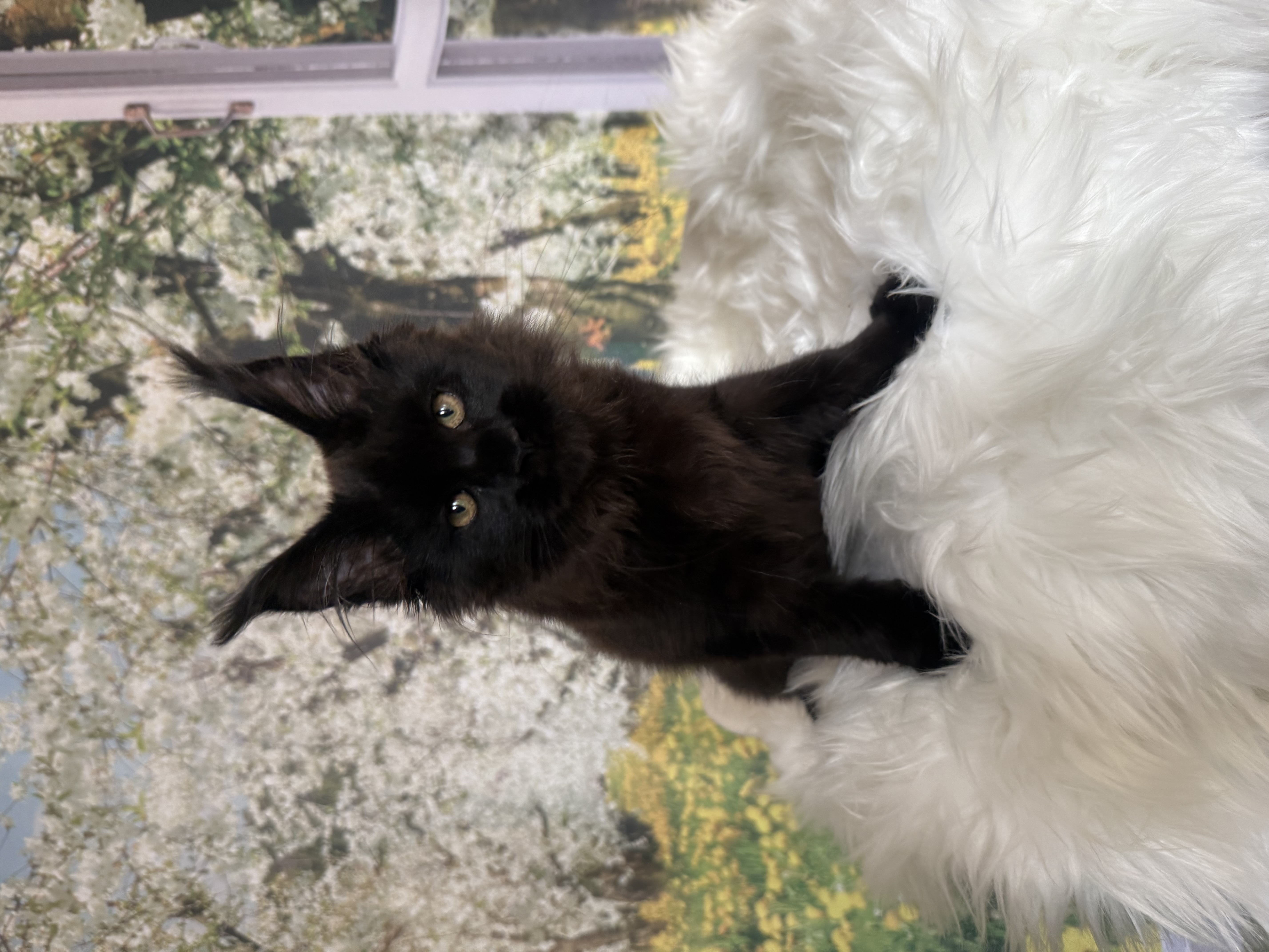 Merelin Gross Libenthal