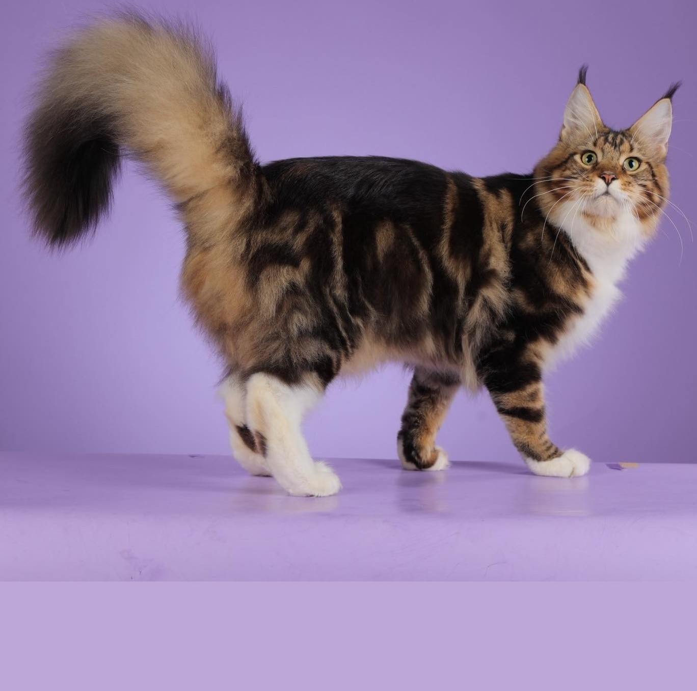 JCH. Isli of GalaxZy_MCO