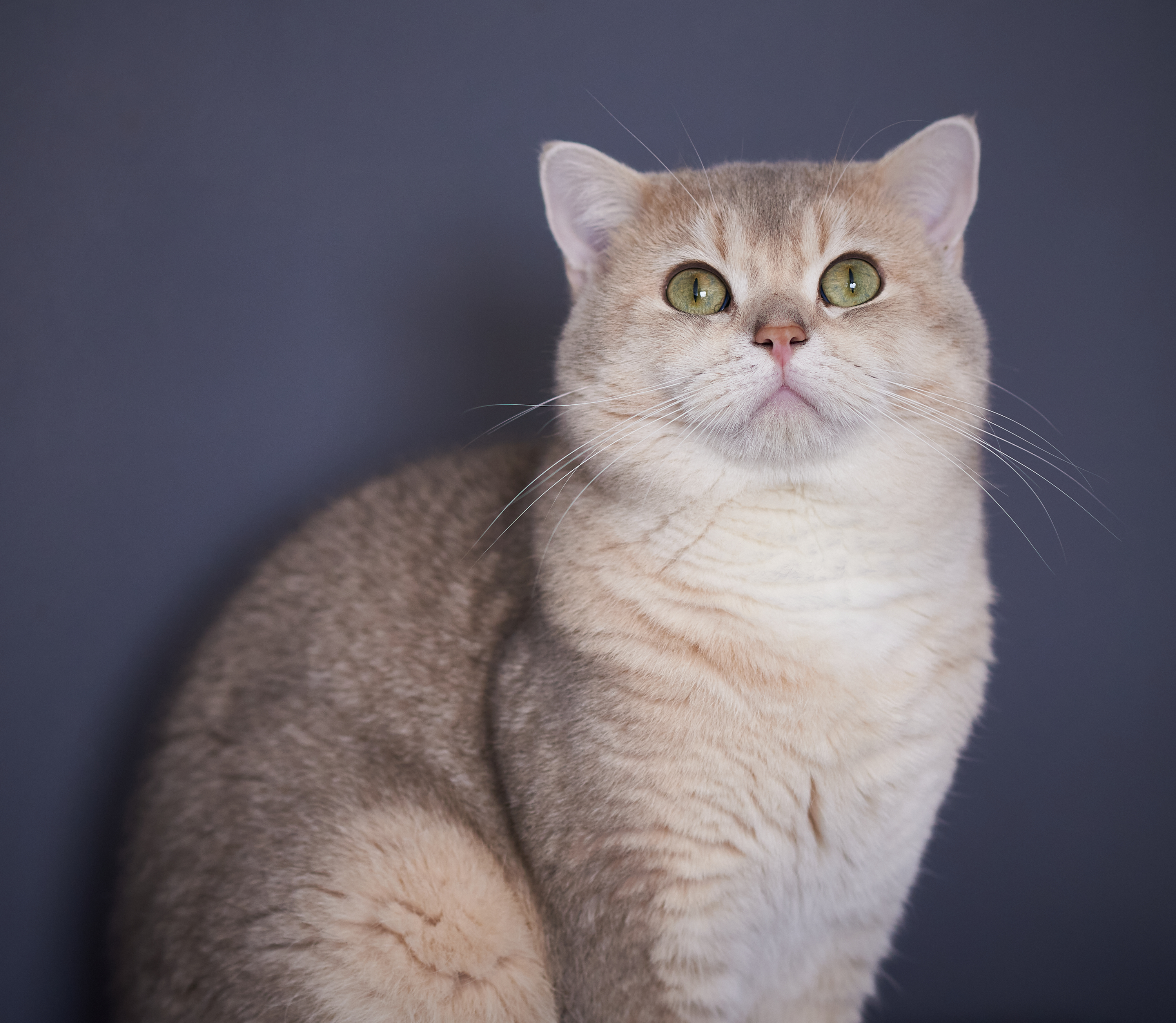CH. Golden Angels Kimba
