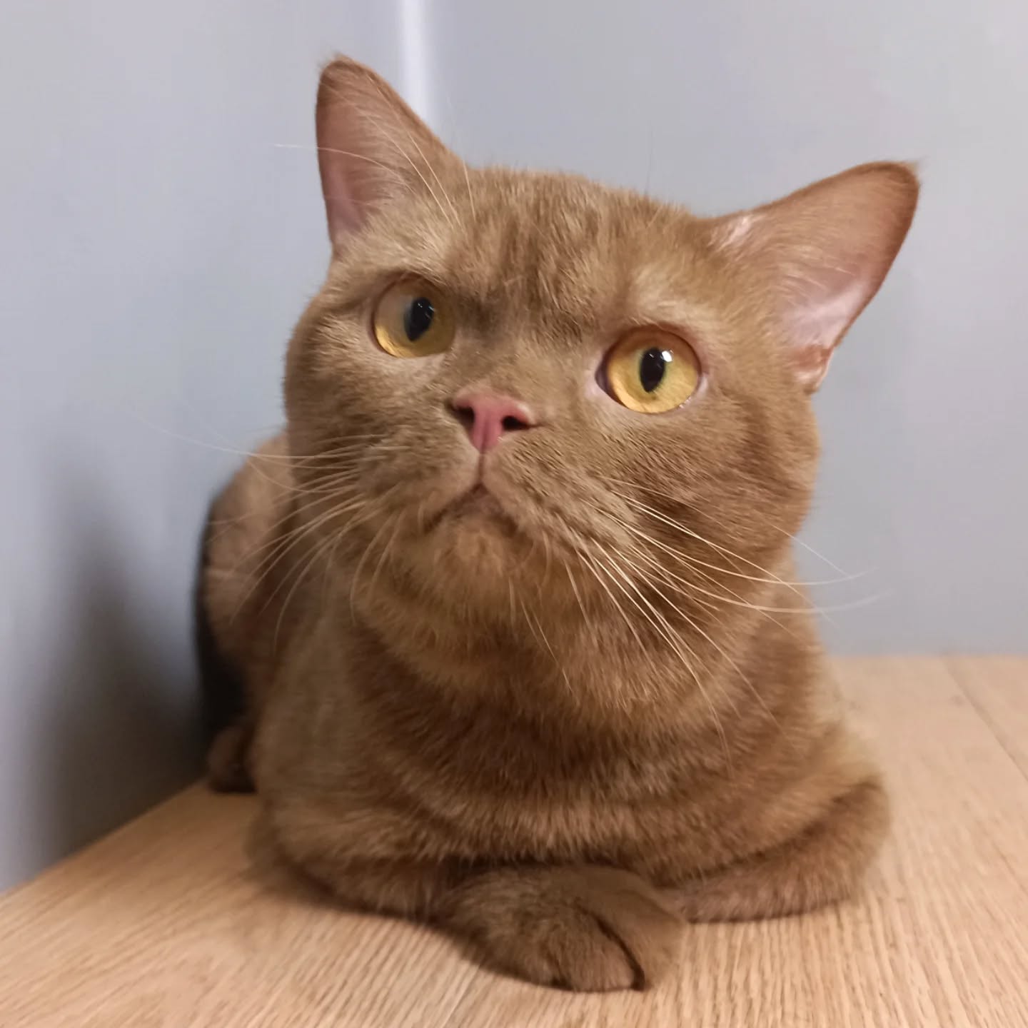 CH. D'Jinwoo of Lucky Whiskers