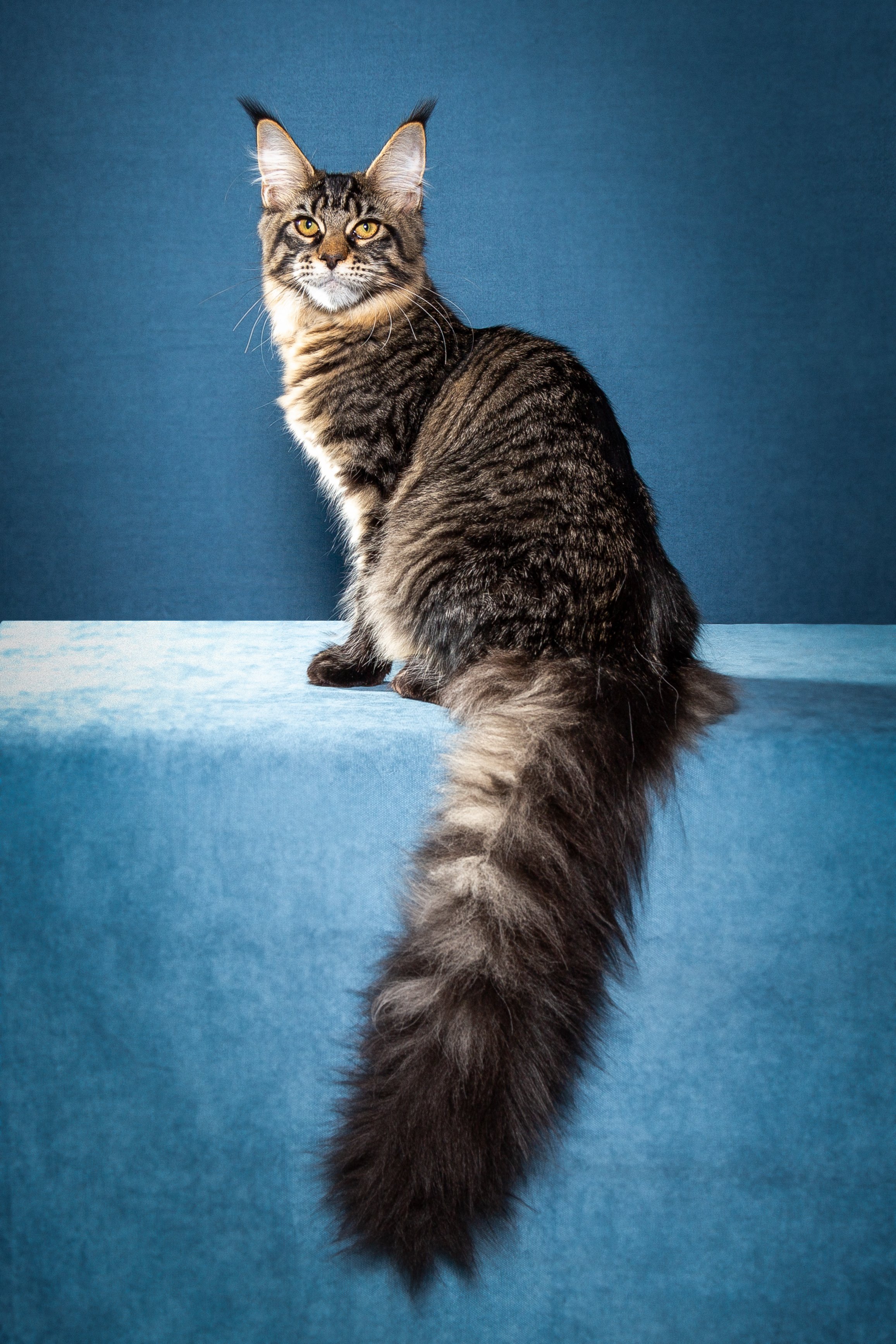 JCH. Aplashkevich's Donelli