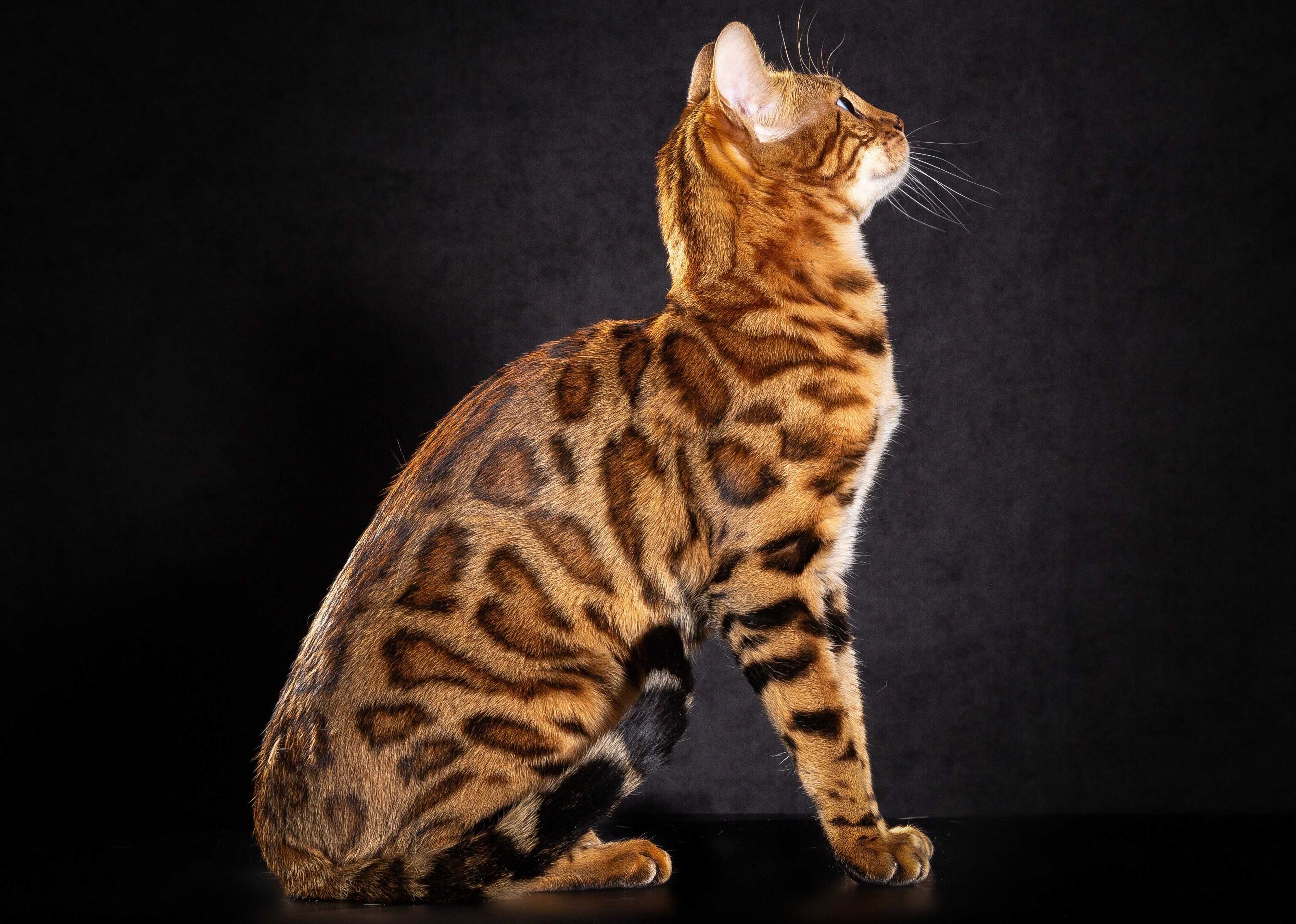 CH. Wild Siblings' Arya