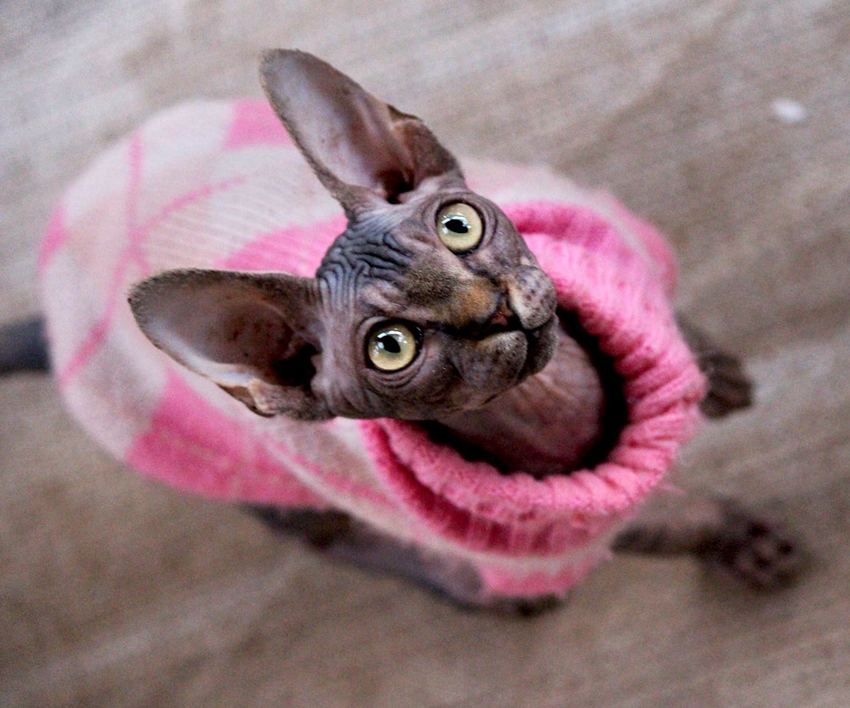 GICH. Velvet Angel Marcipán