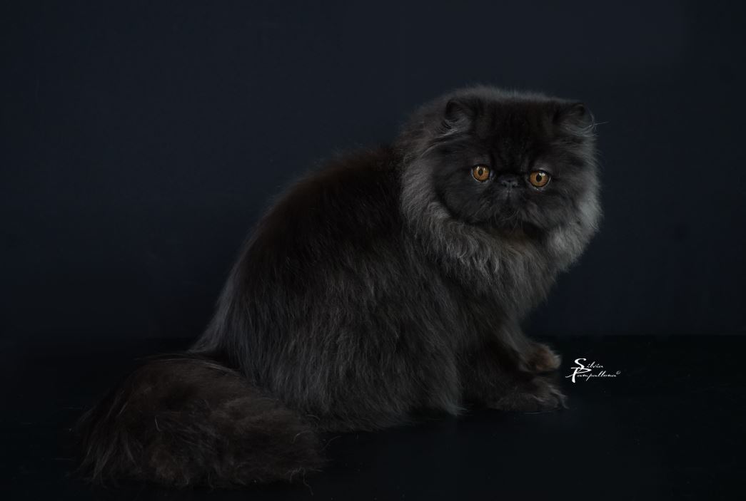 Triple Master, JCH. C- De' Pico Malandrino of Space Cat