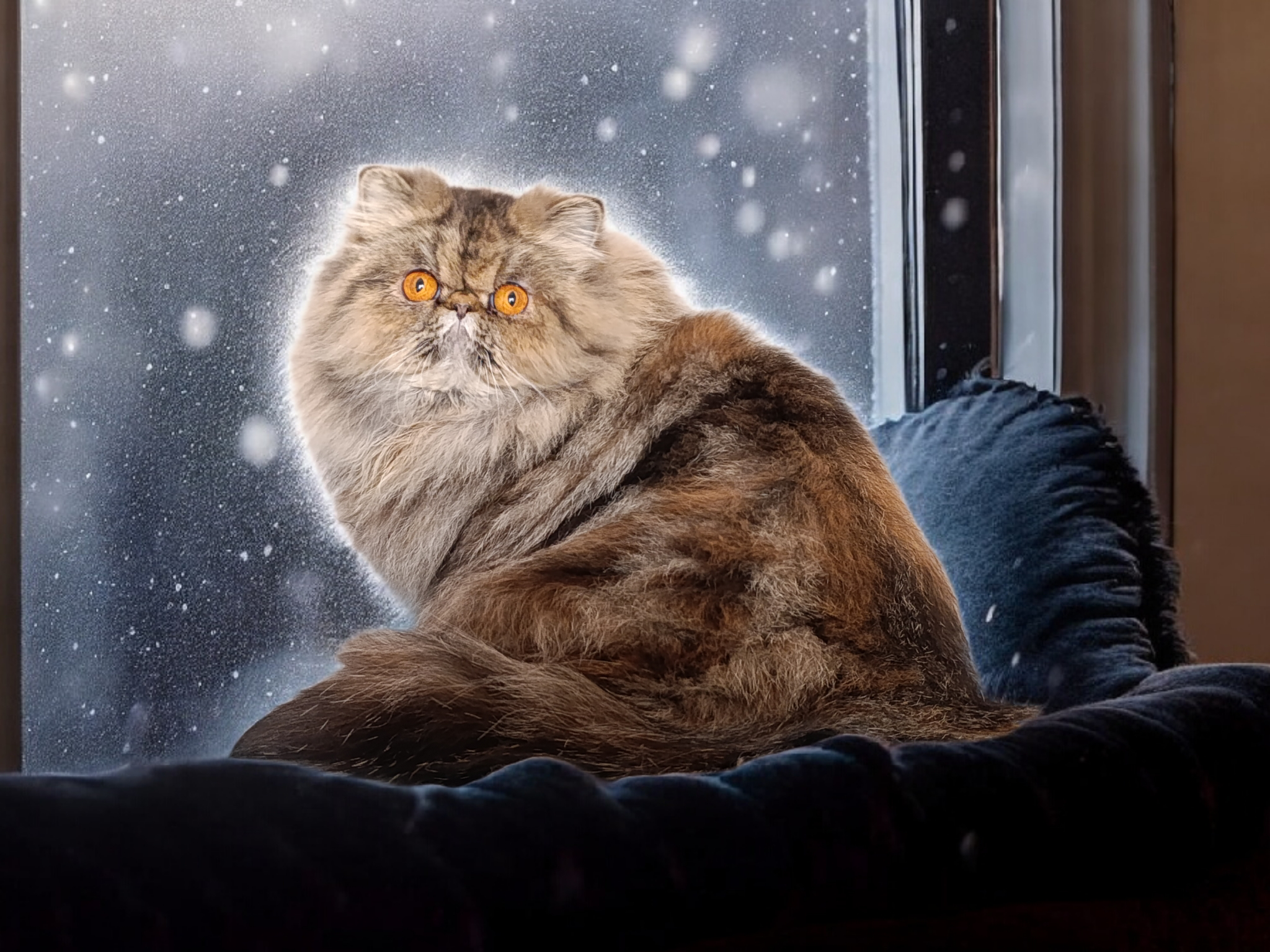 ICH. PERSILAND SHADOW