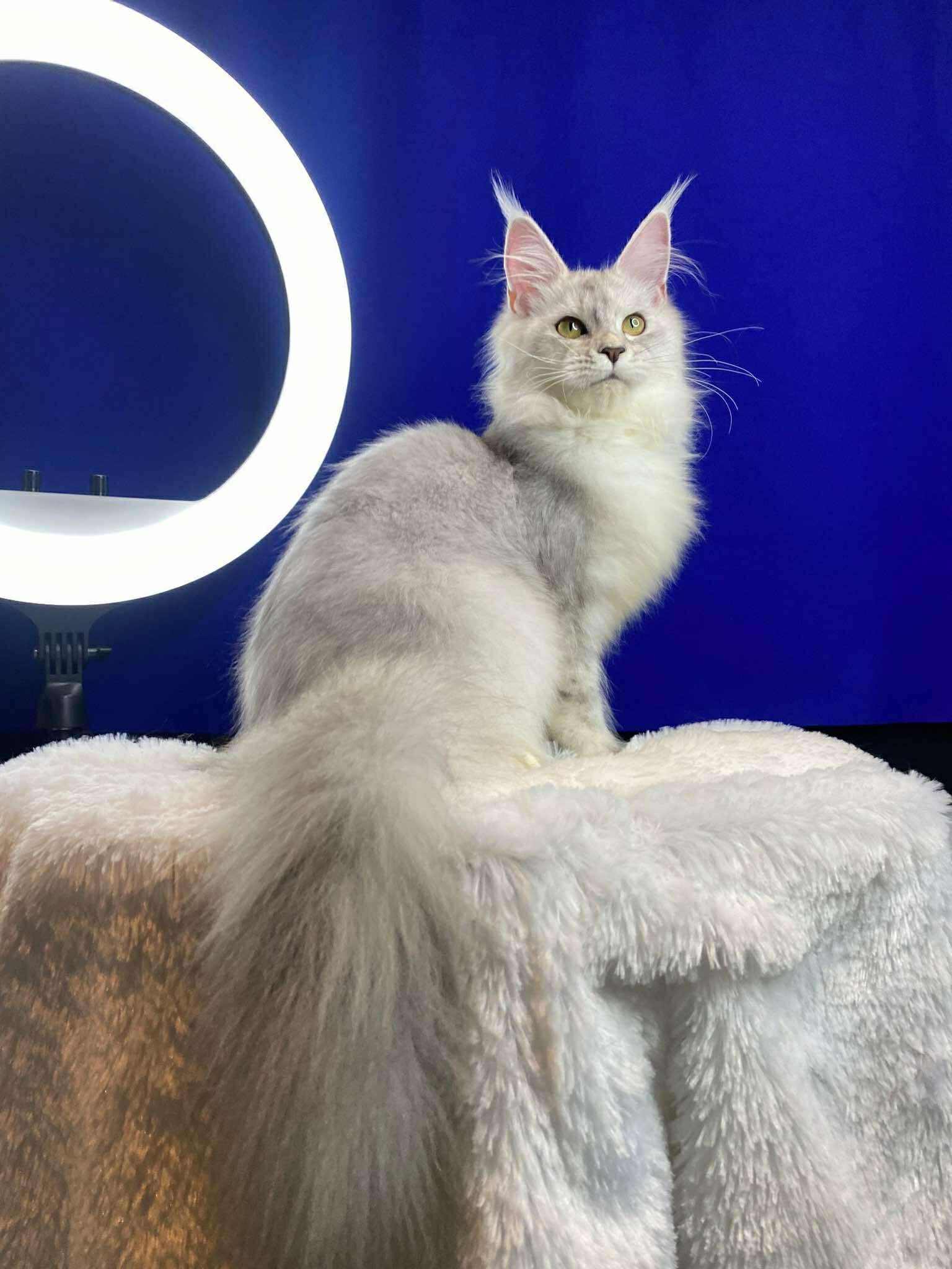 Paris Marie Catoinette of Gentle Carnivore