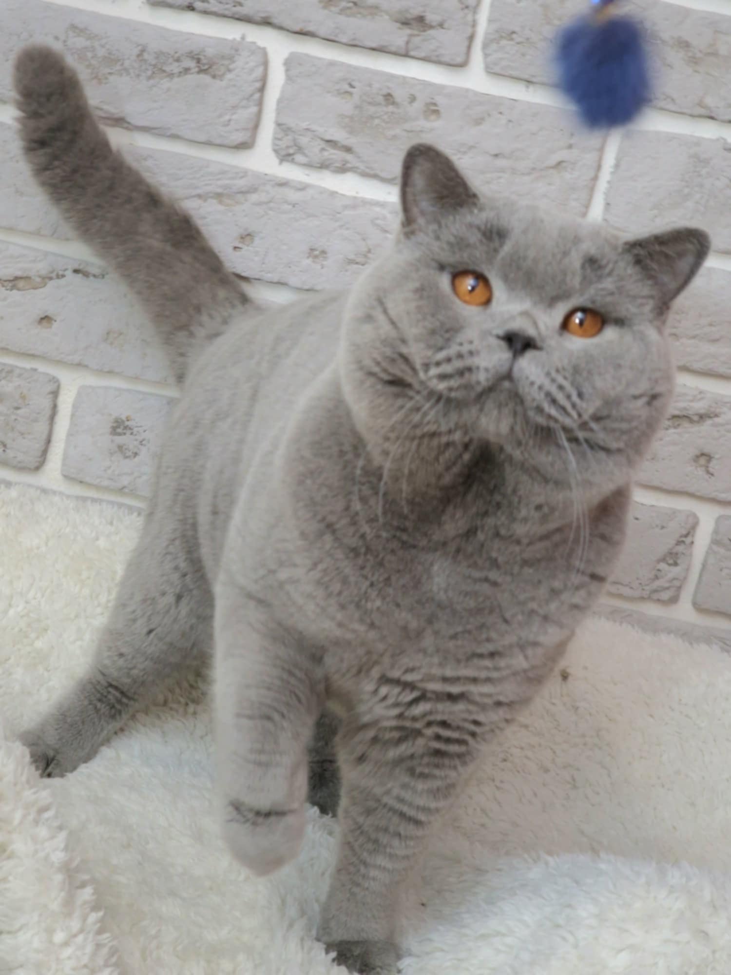 Brazen Tywin NikaDim