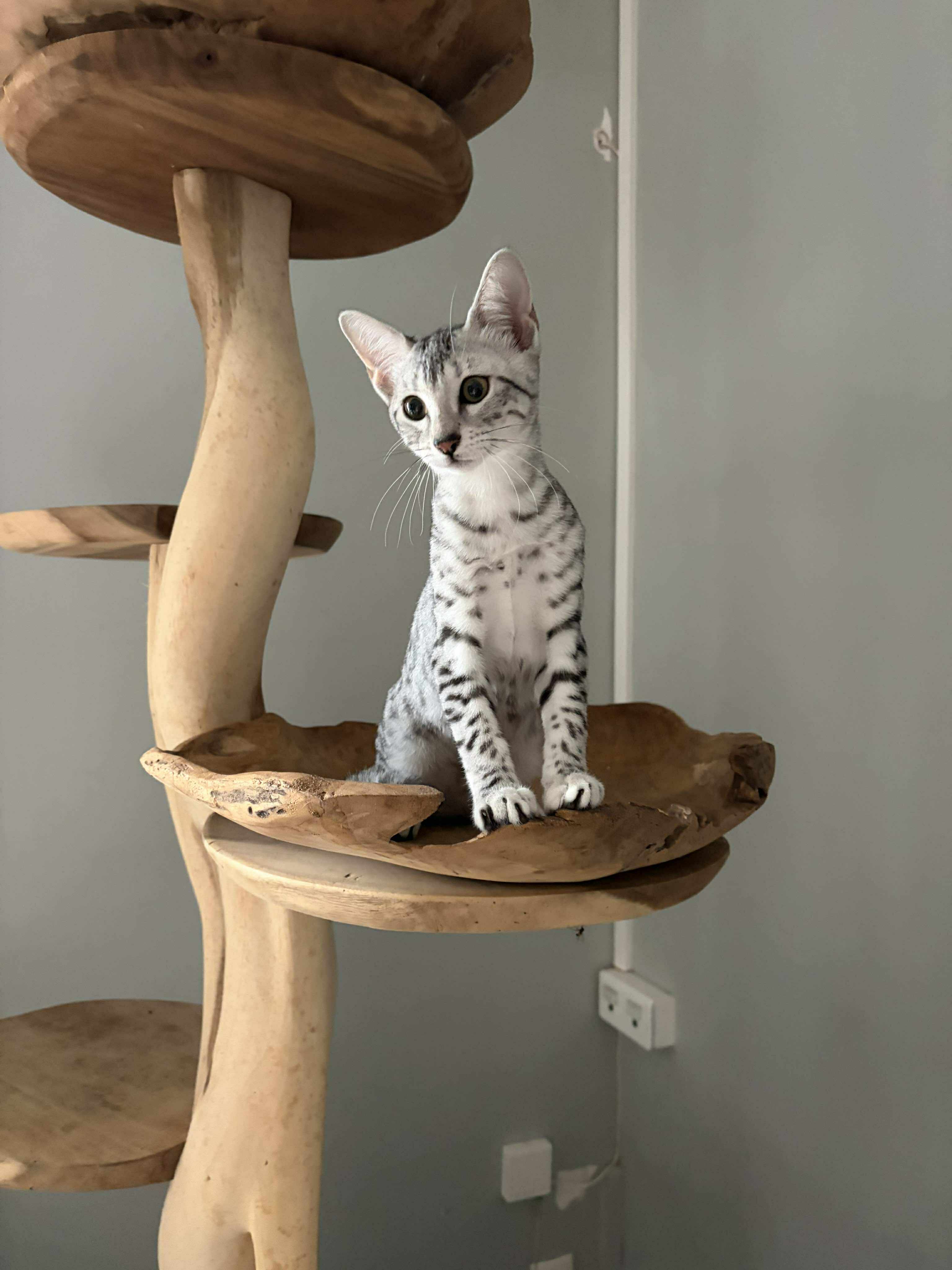 SE*Bäcklidens Adelaïde Troubetzkoy