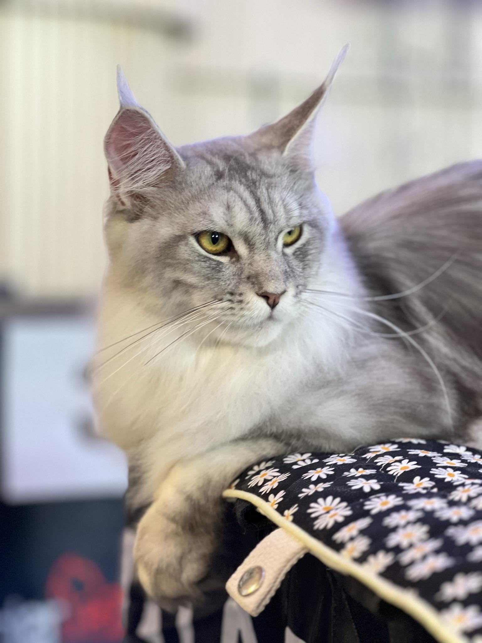 SanSan Special Edition N-Maeve