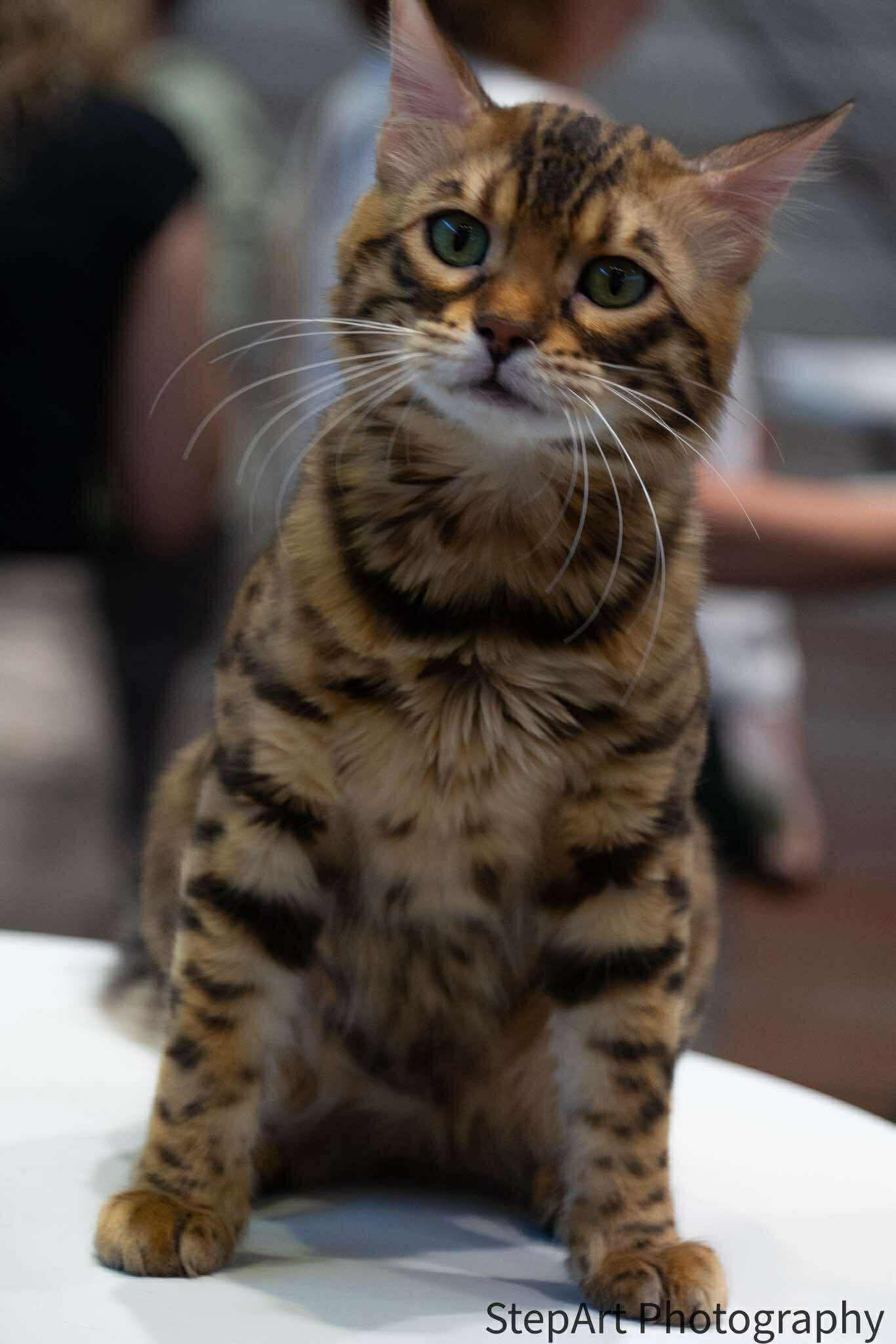 BENGASI CASHMERE YETI