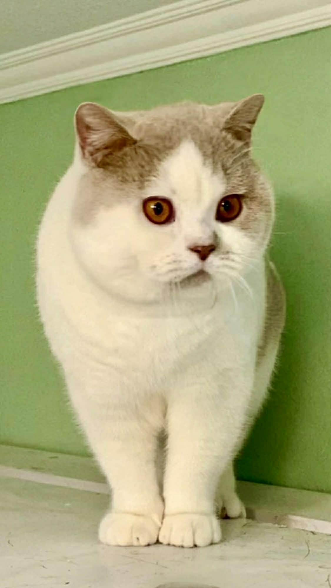 Zephyr Dobrov Style*MD