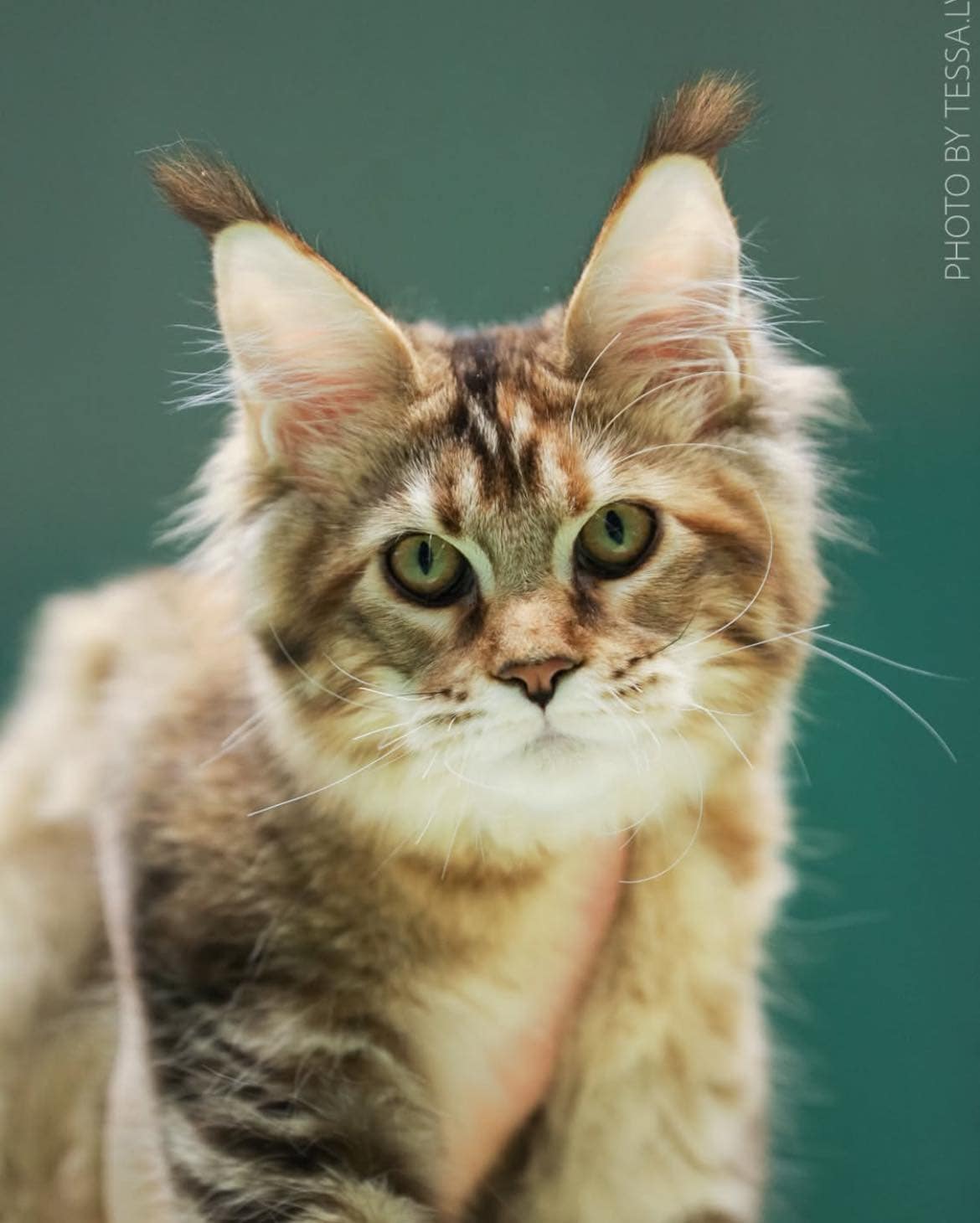 PR. Foxy Loxy Dreambigcats