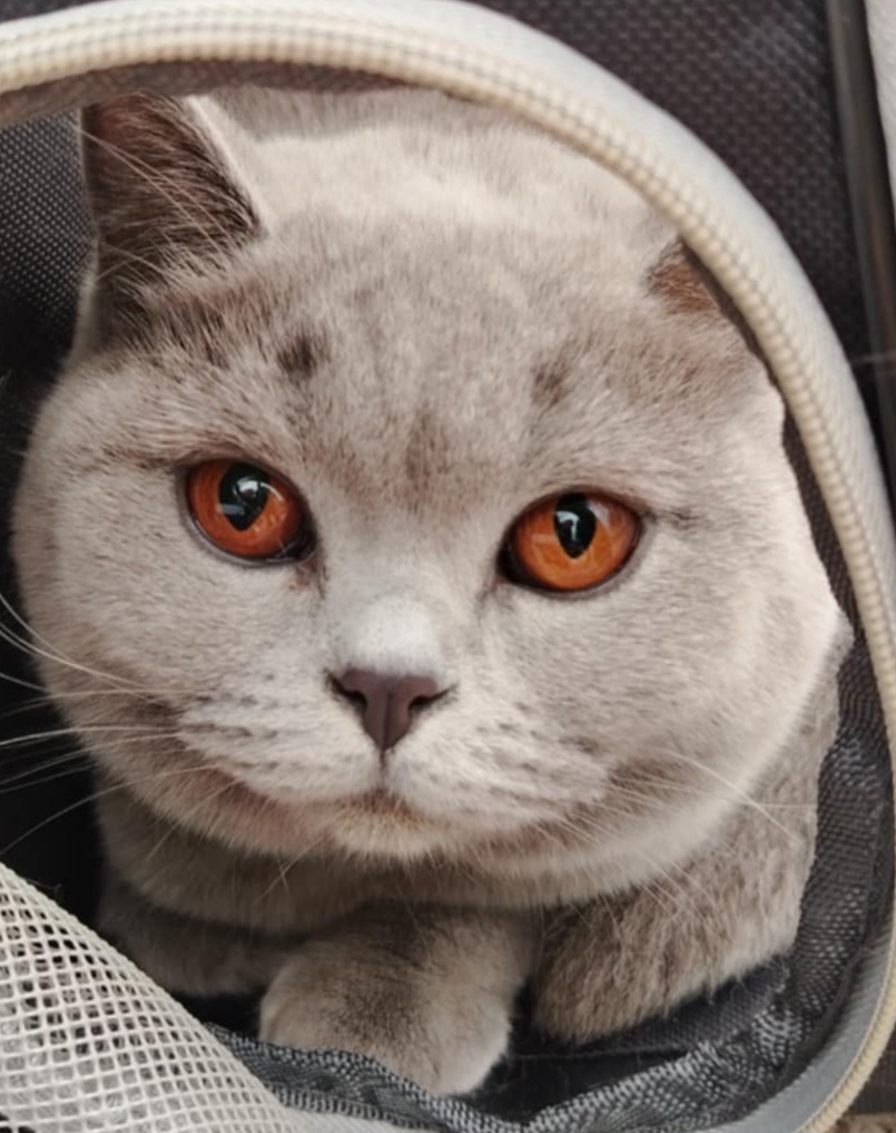 ICH. BG* Ksenia Kingdom Magnum