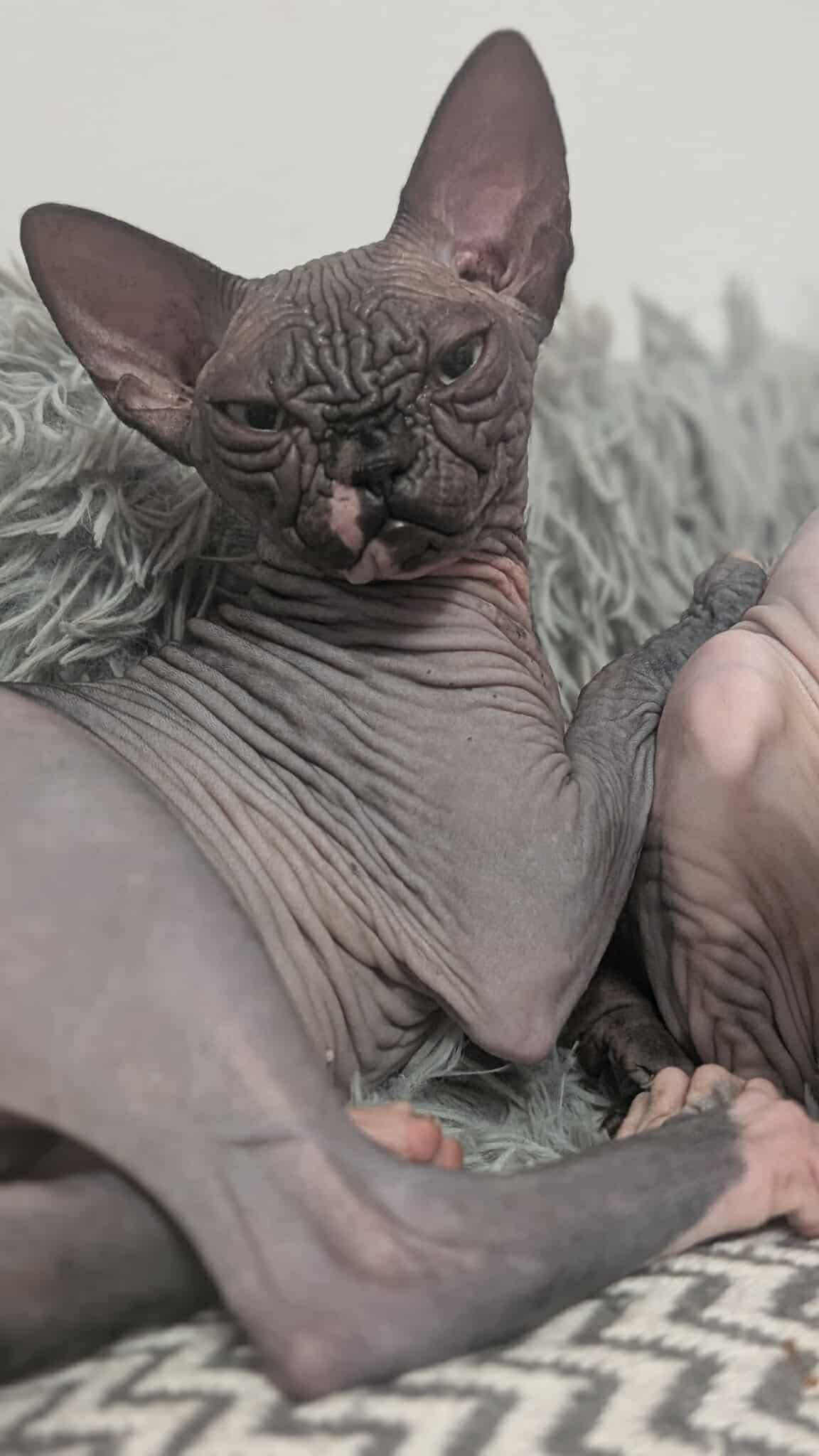 BG Jasmine Josery Denil Mint