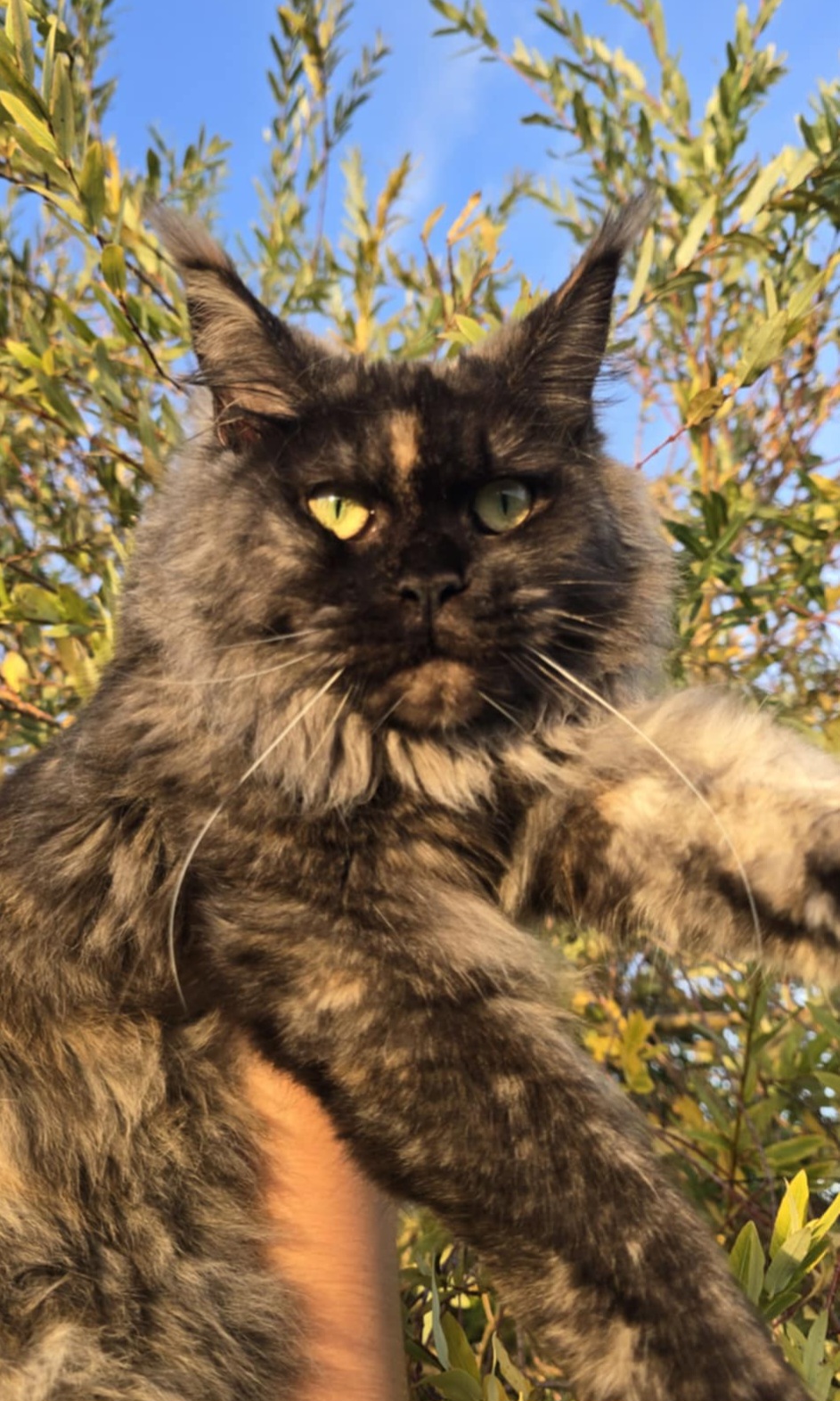 Fioline Miau Paws You Are My Snow Fairy