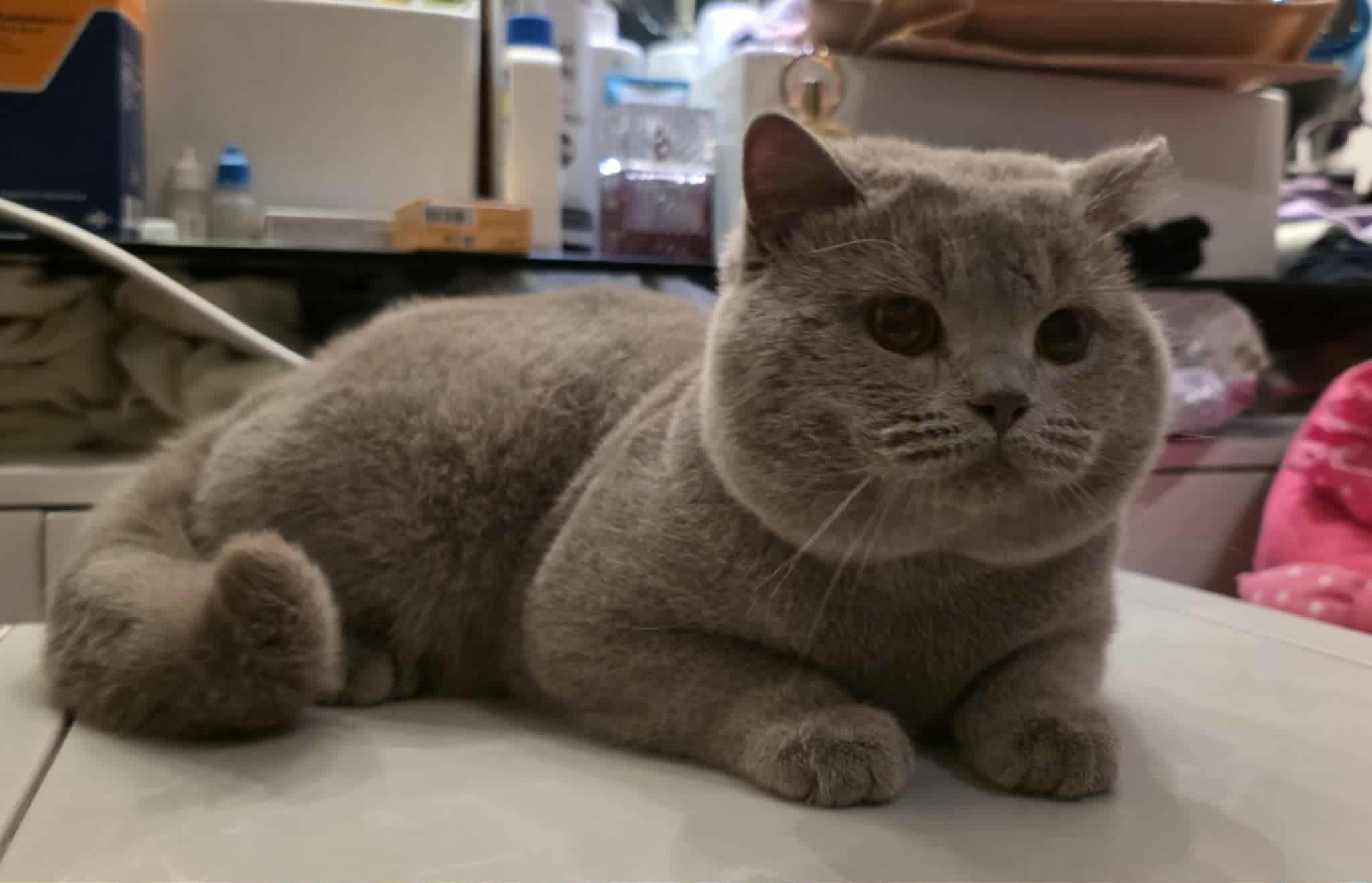 CH. Mirabile Dictu Sebastian