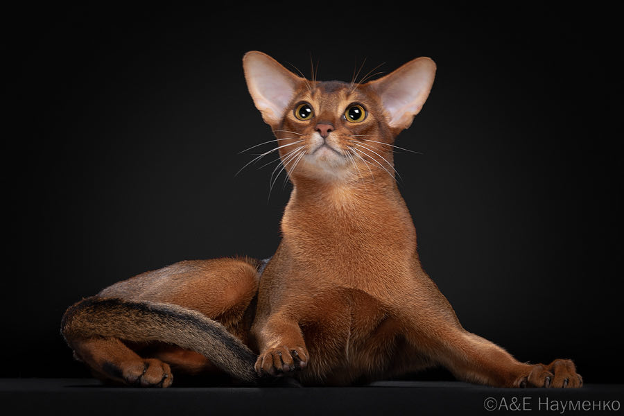 A SHARM RU MAYBACH JUNIOR