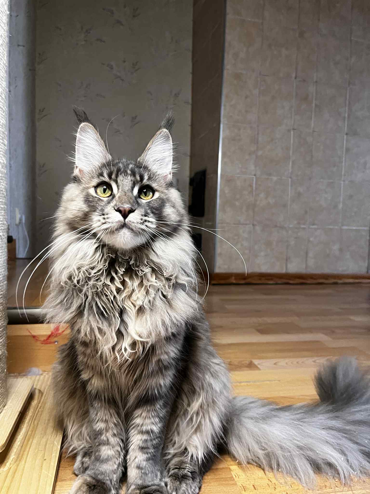 Indiana Orange Eyes *LV