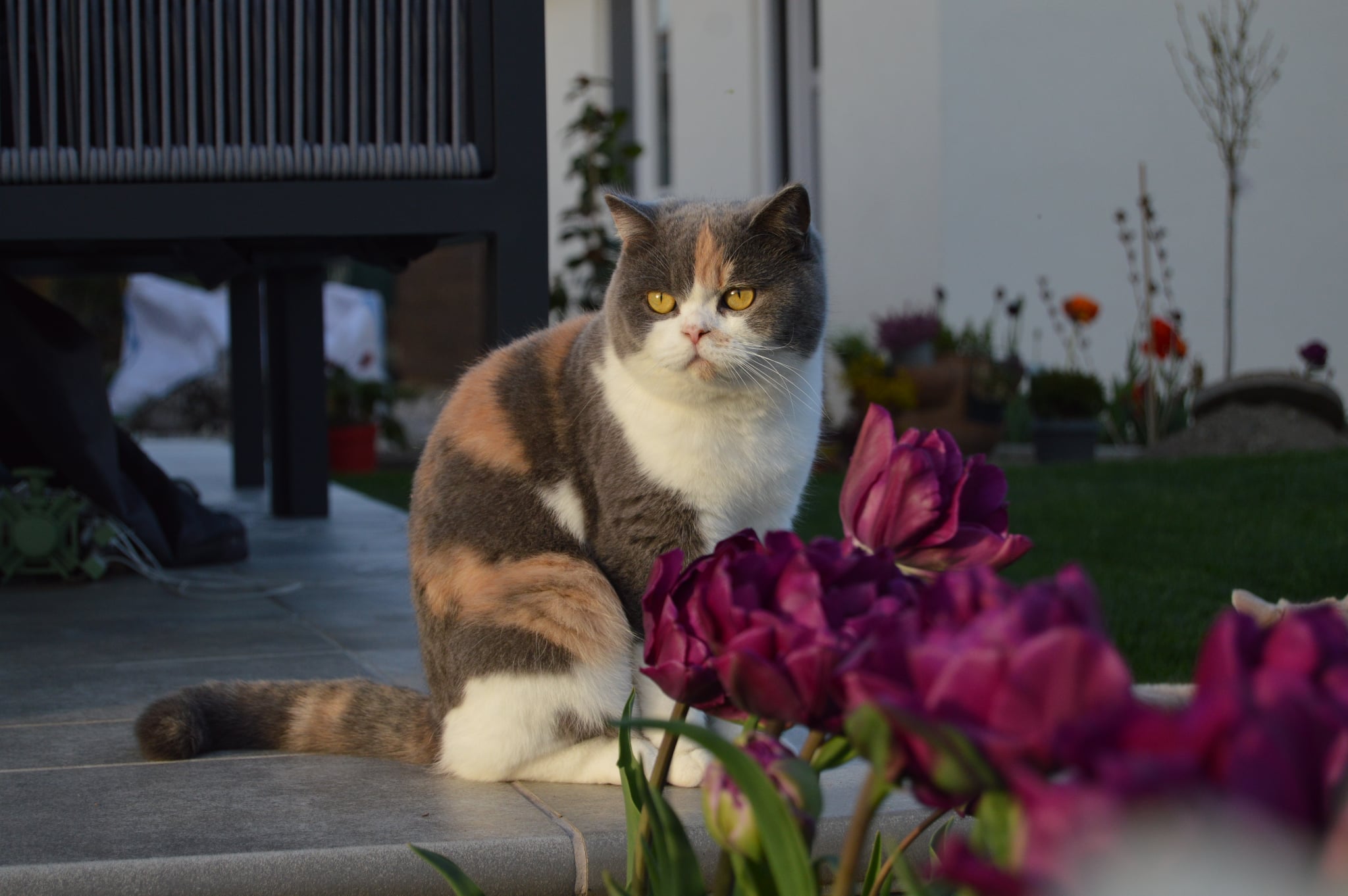 CH. Karlotta Lunys Denae