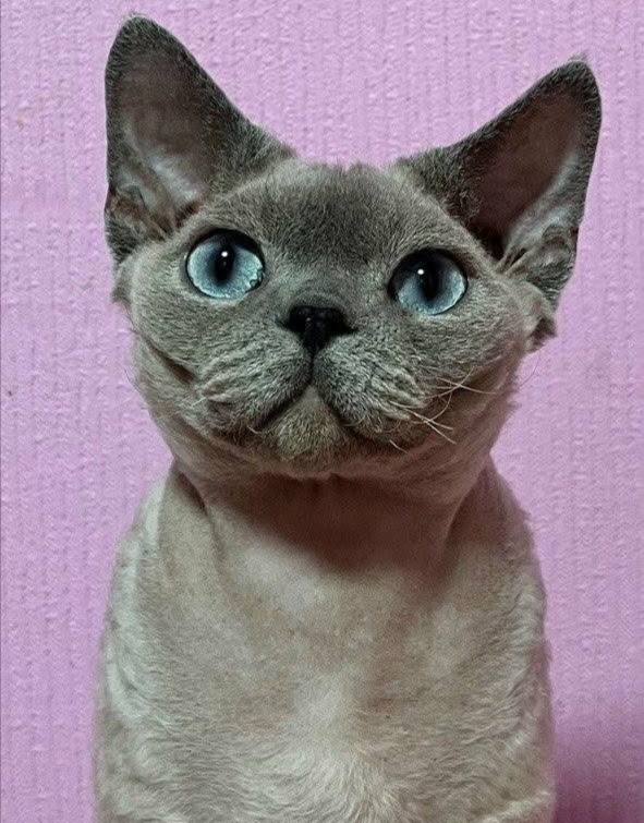 Alexandrite UA Honey