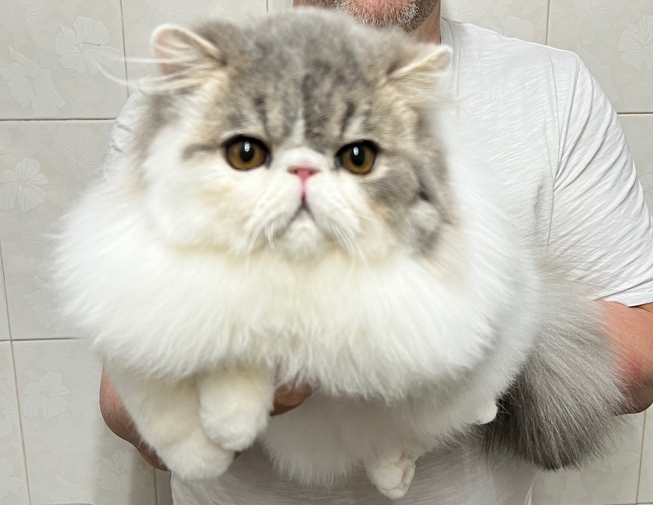 U-Mochi Exothelli of Space Cat